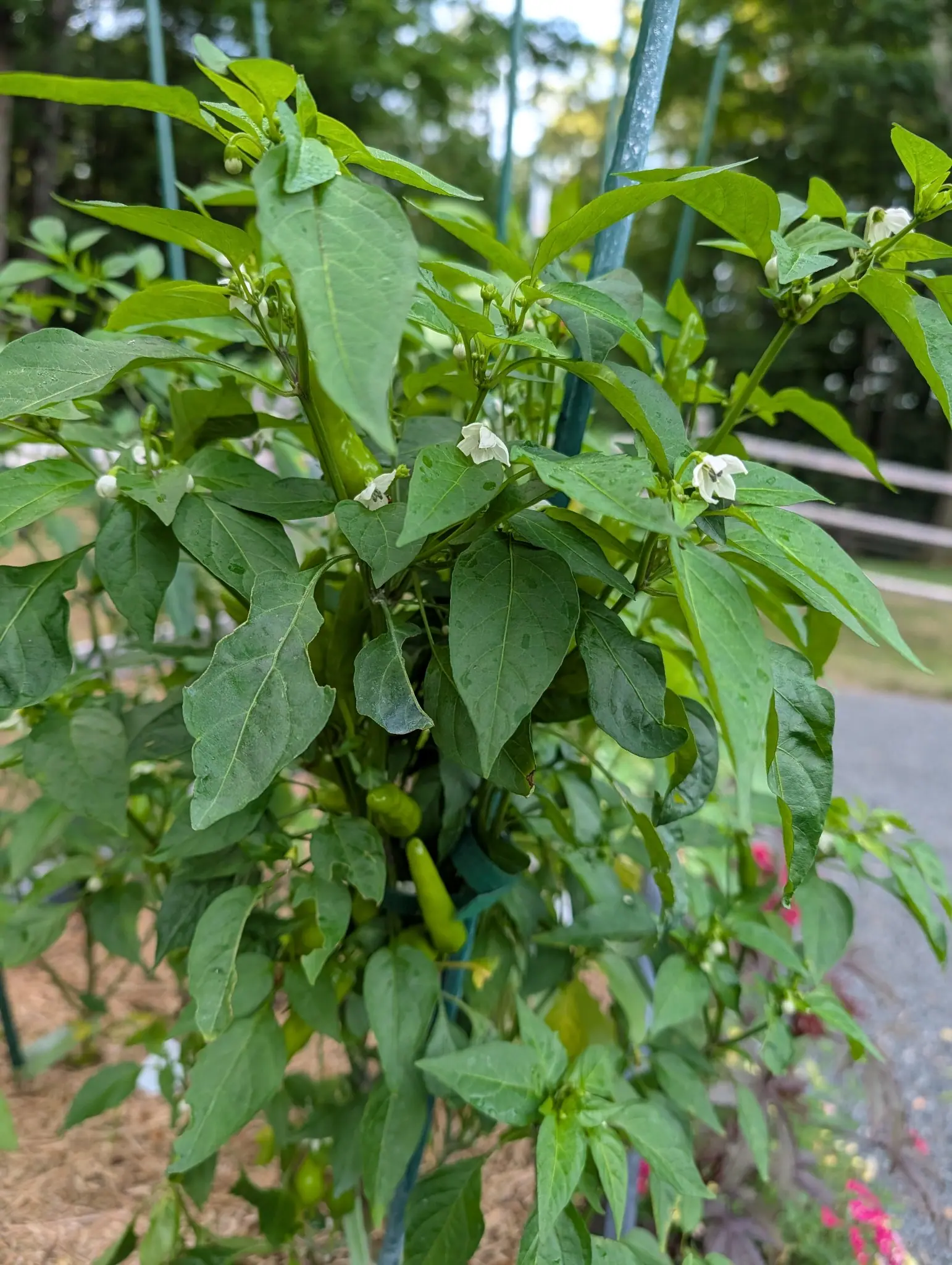 A bushy pepper plant hung with small white flowers and slim green fruit standing upright, held between green metal stakes, a split-rail fence and drive beyond and red flowers at the right.