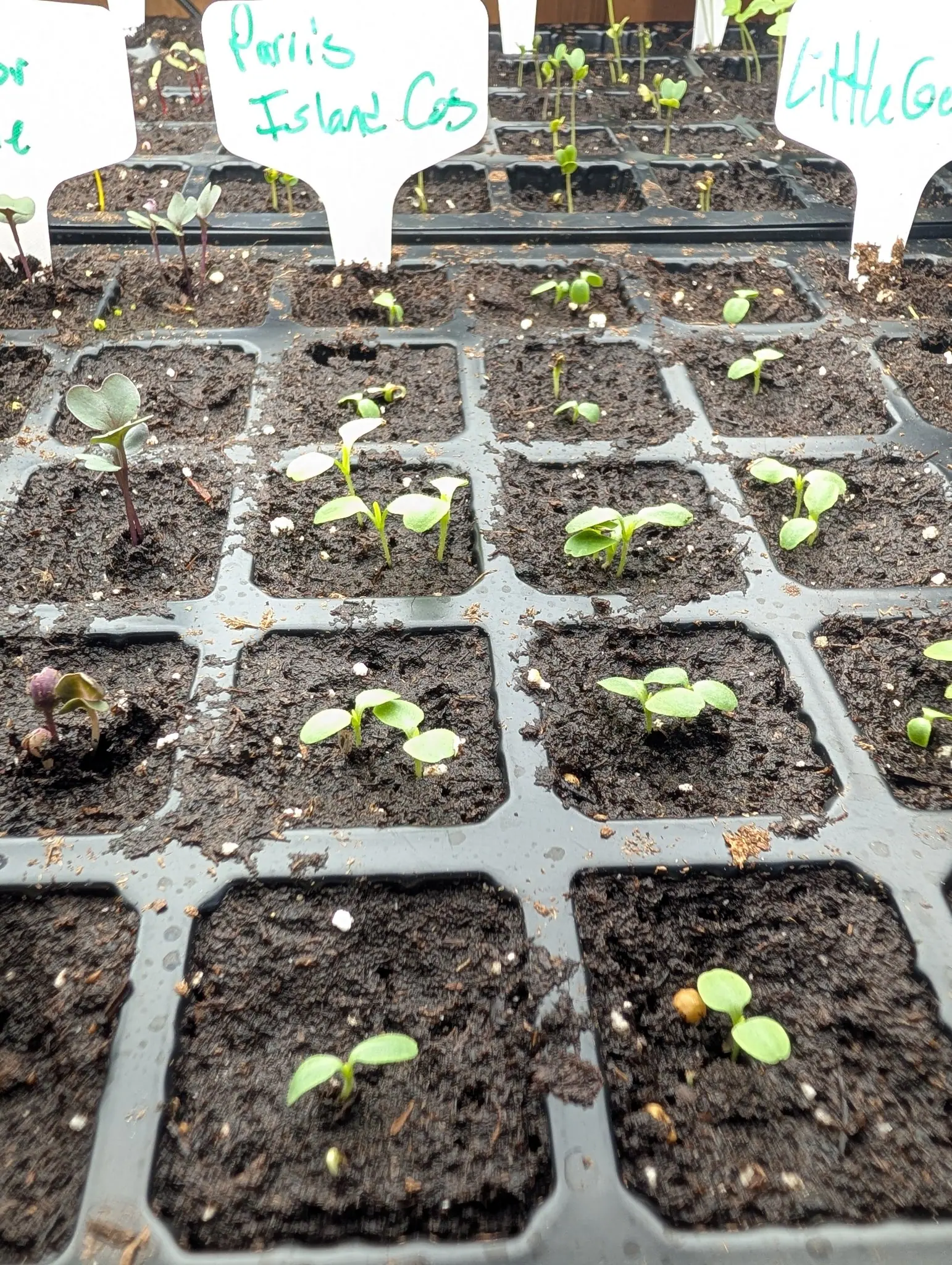 A black cell tray of lettuce seedlings, many cells holding a pair of small leaves in dark compost, handwritten labels behind.