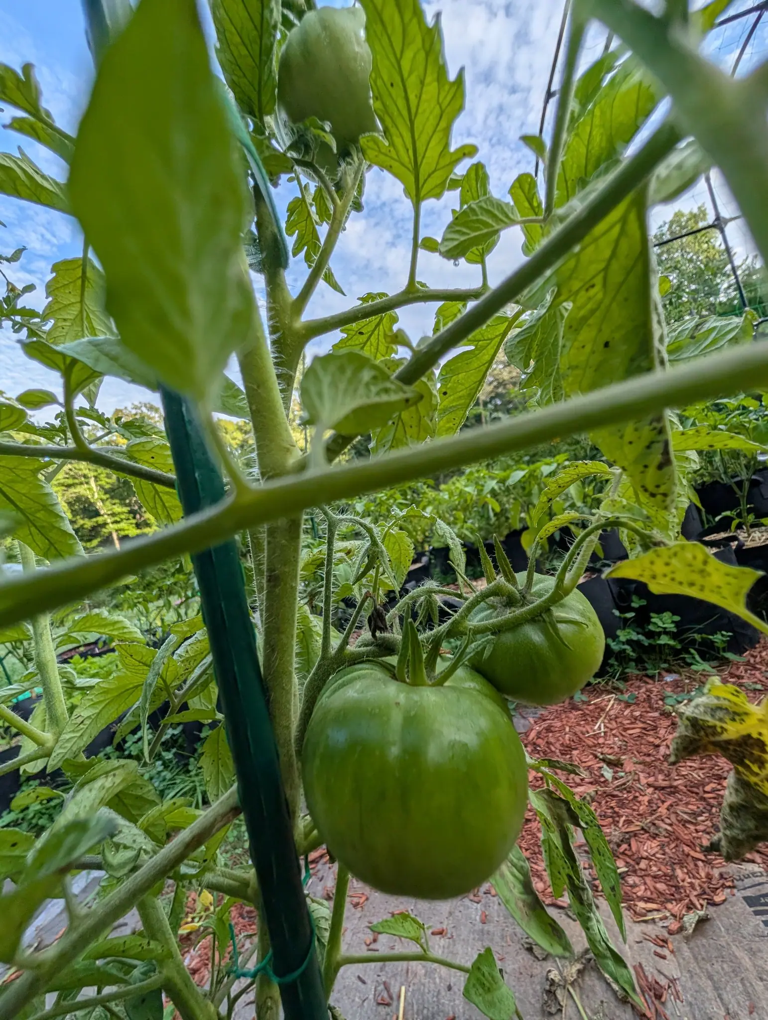 Green tomatoes clustered on a staked vine against a blue sky, broad leaves spotted and shading them, red-orange mulch and further grow bags below and behind.