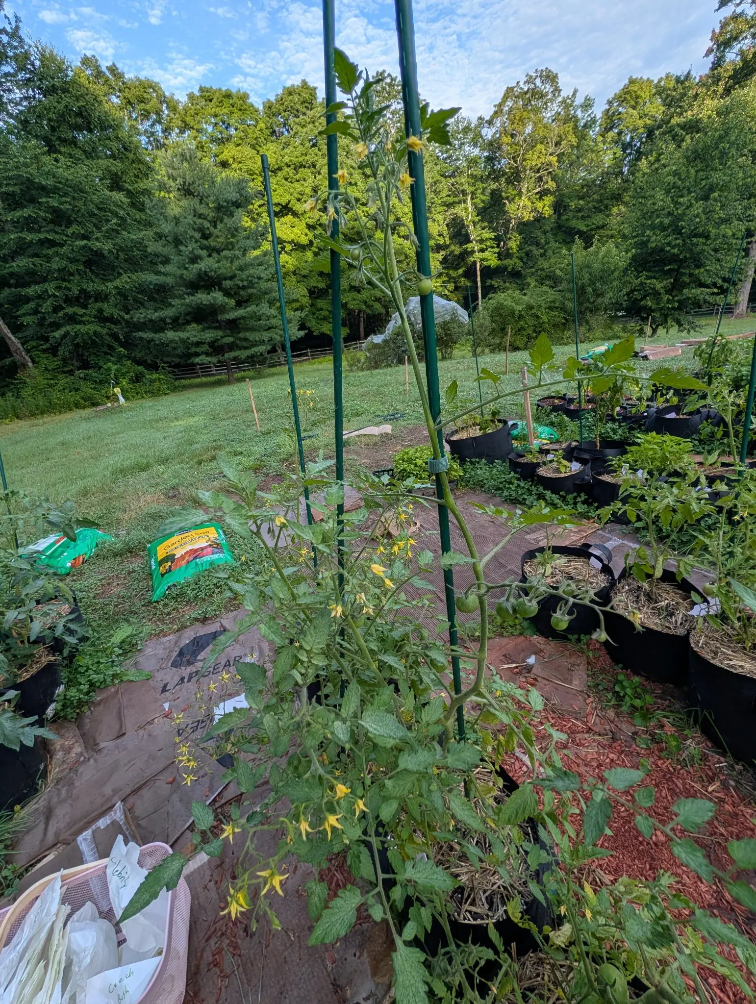 A tall staked tomato plant in yellow flower over red-orange mulch and paving, the wider grow-bag garden and green metal stakes beyond, bags of soil on the lawn and woodland behind.