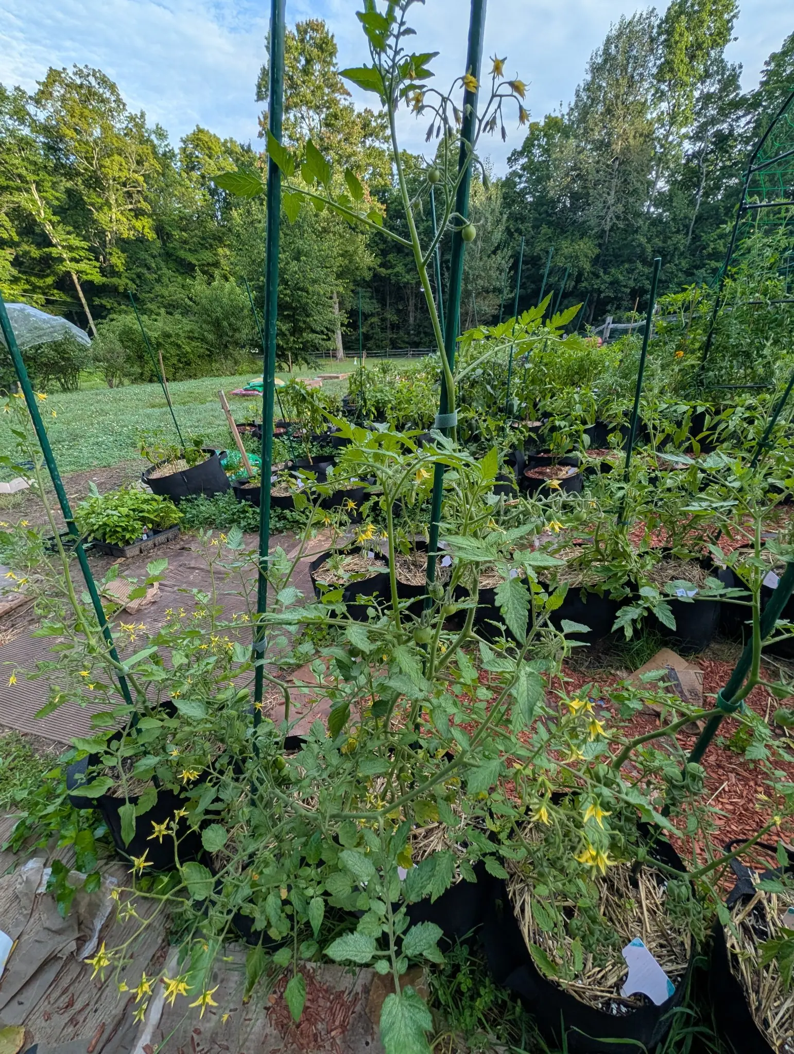 Rows of tomato plants in black fabric grow bags on straw and red-orange mulch, green metal stakes and cages rising between them, mown lawn and dense woodland behind.