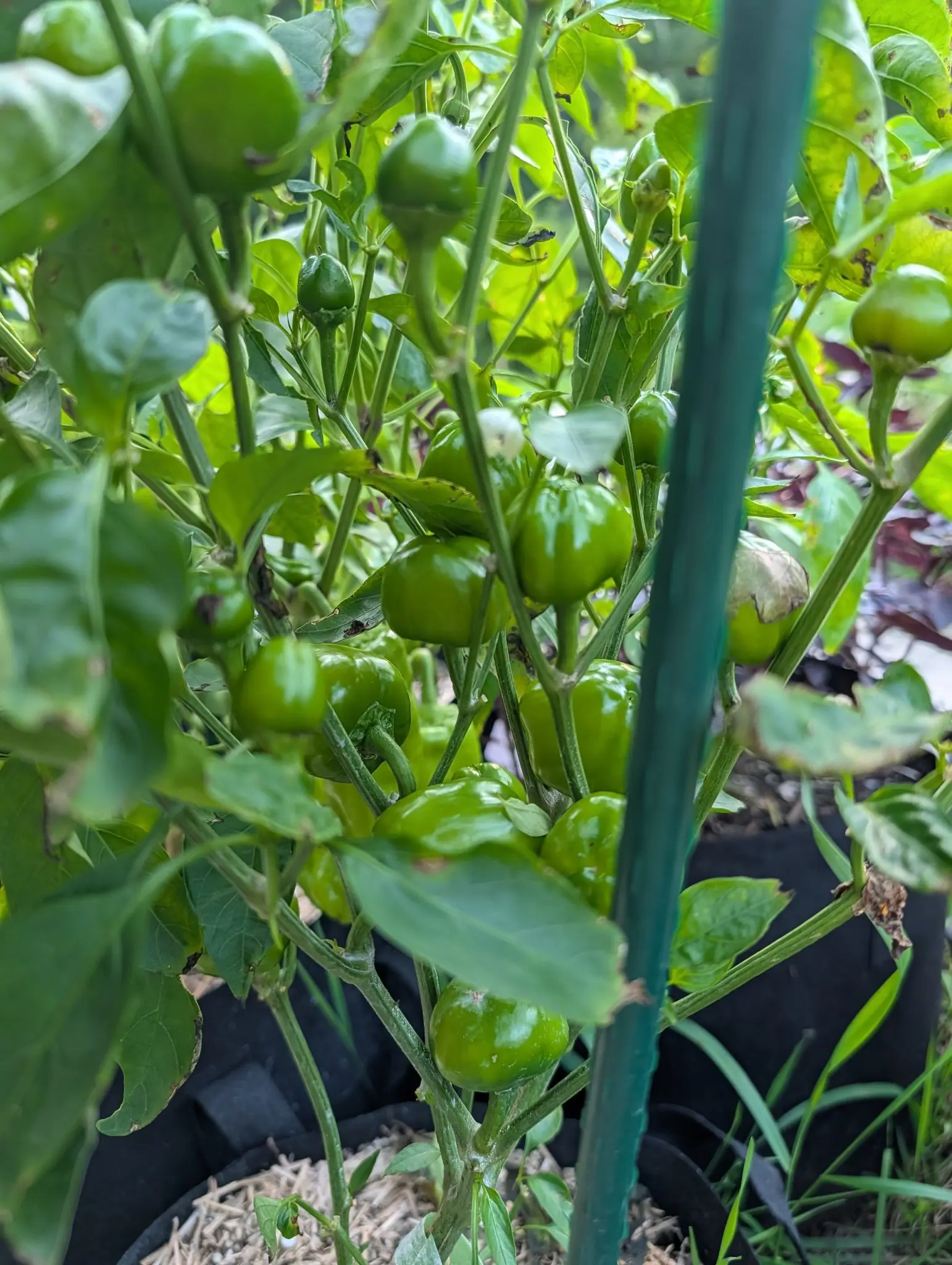 A pepper plant crowded with small round green fruit in a black fabric grow bag, a green metal stake running up through the leaves and straw mulch at its base.