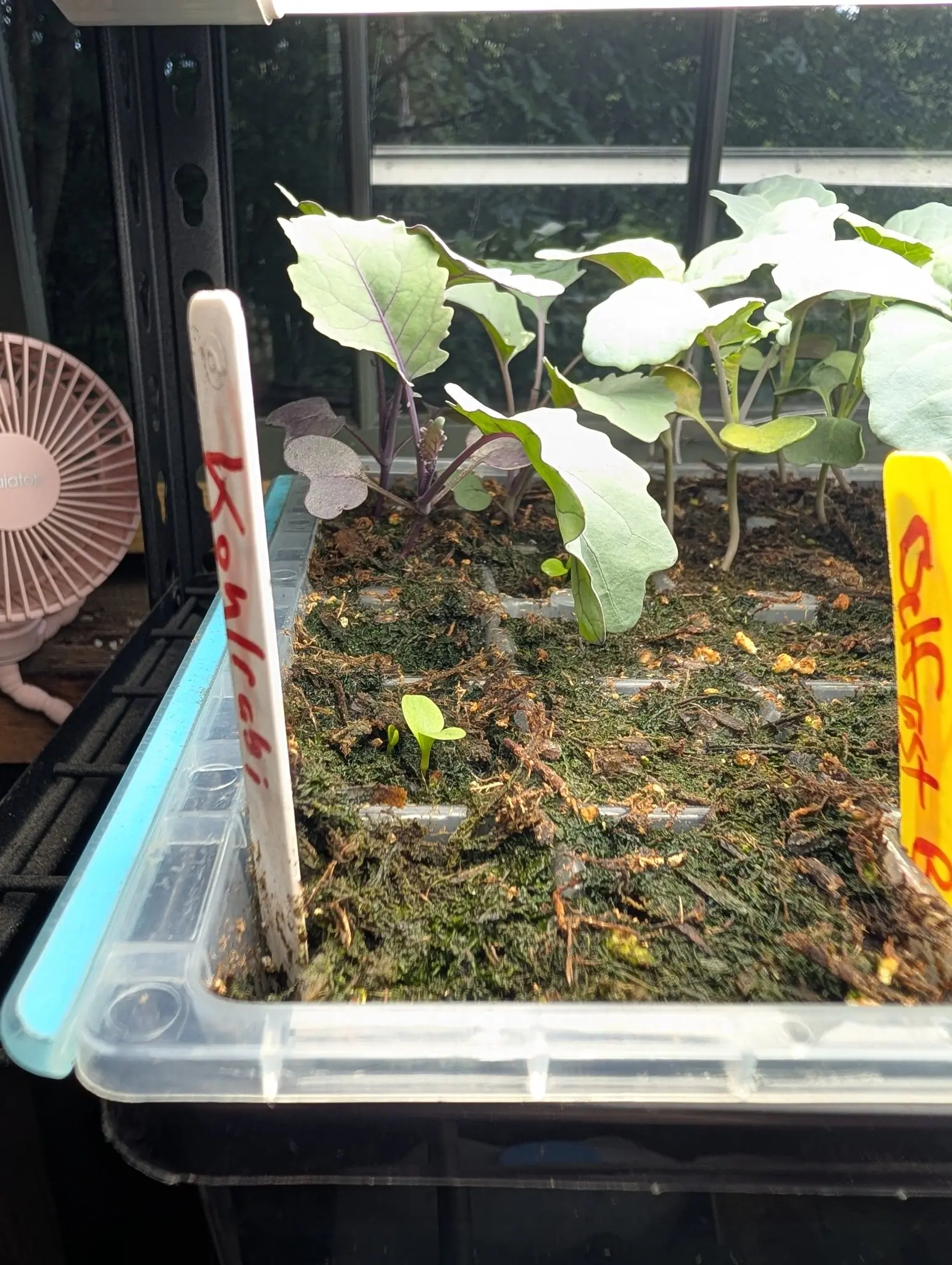 Brassica seedlings with blue-grey leaves standing in a clear-sided propagation tray on a shelf, a handwritten label at the near edge and a small fan behind.