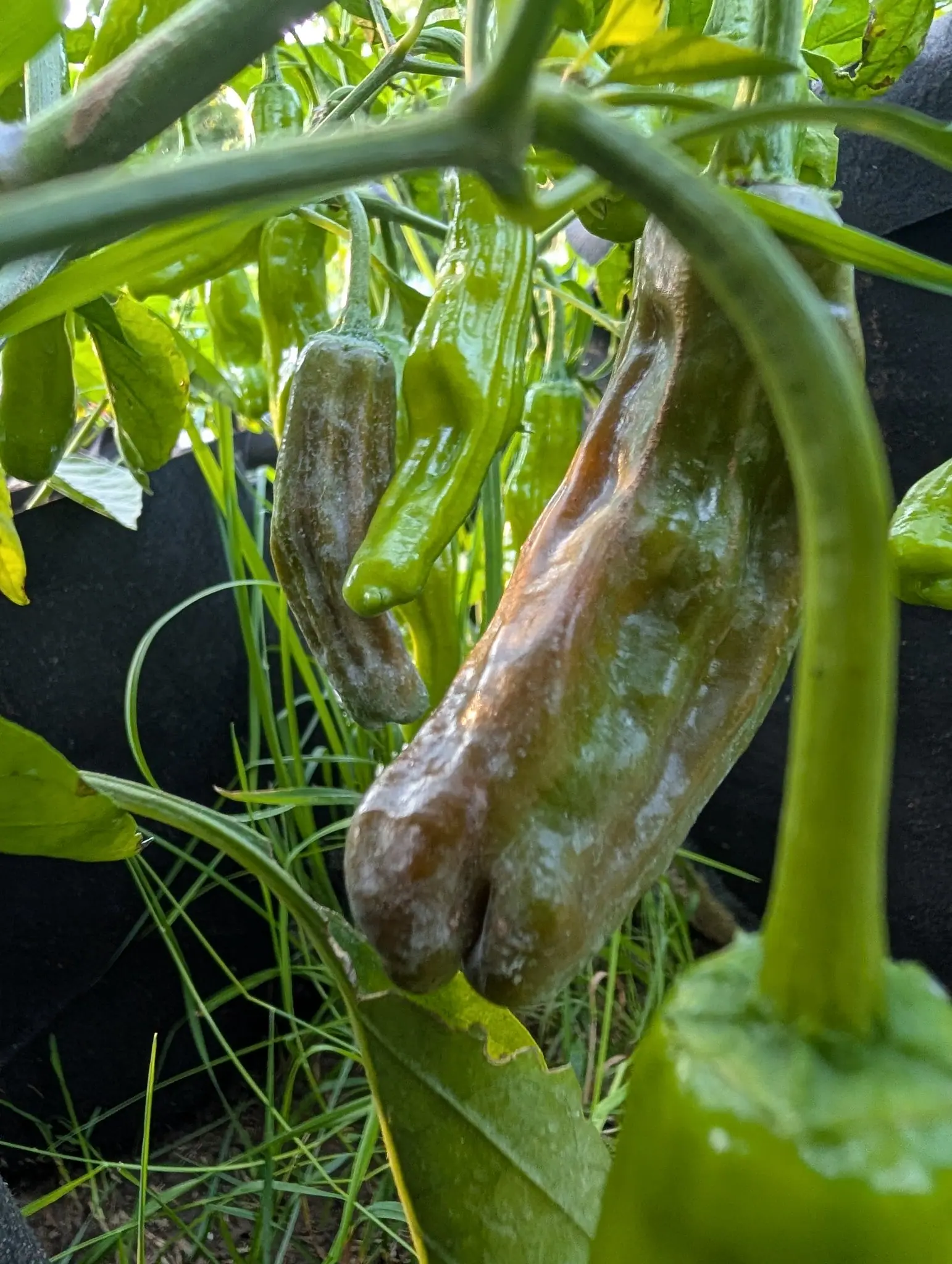 A long pepper hanging on the plant with half its length collapsed into tan-brown rot, paler green fruit behind it and grass and a black fabric grow bag beyond.