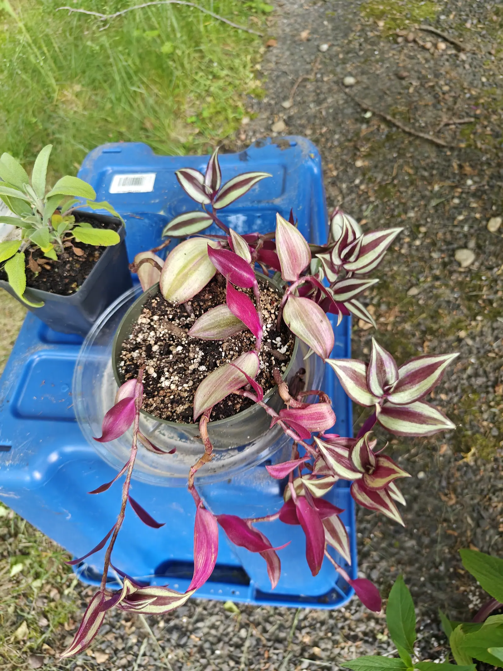 A trailing Tradescantia zebrina in a clear plastic pot, its striped silver-and-purple leaves spilling over a blue plastic tote on a gravel drive with grass beyond.