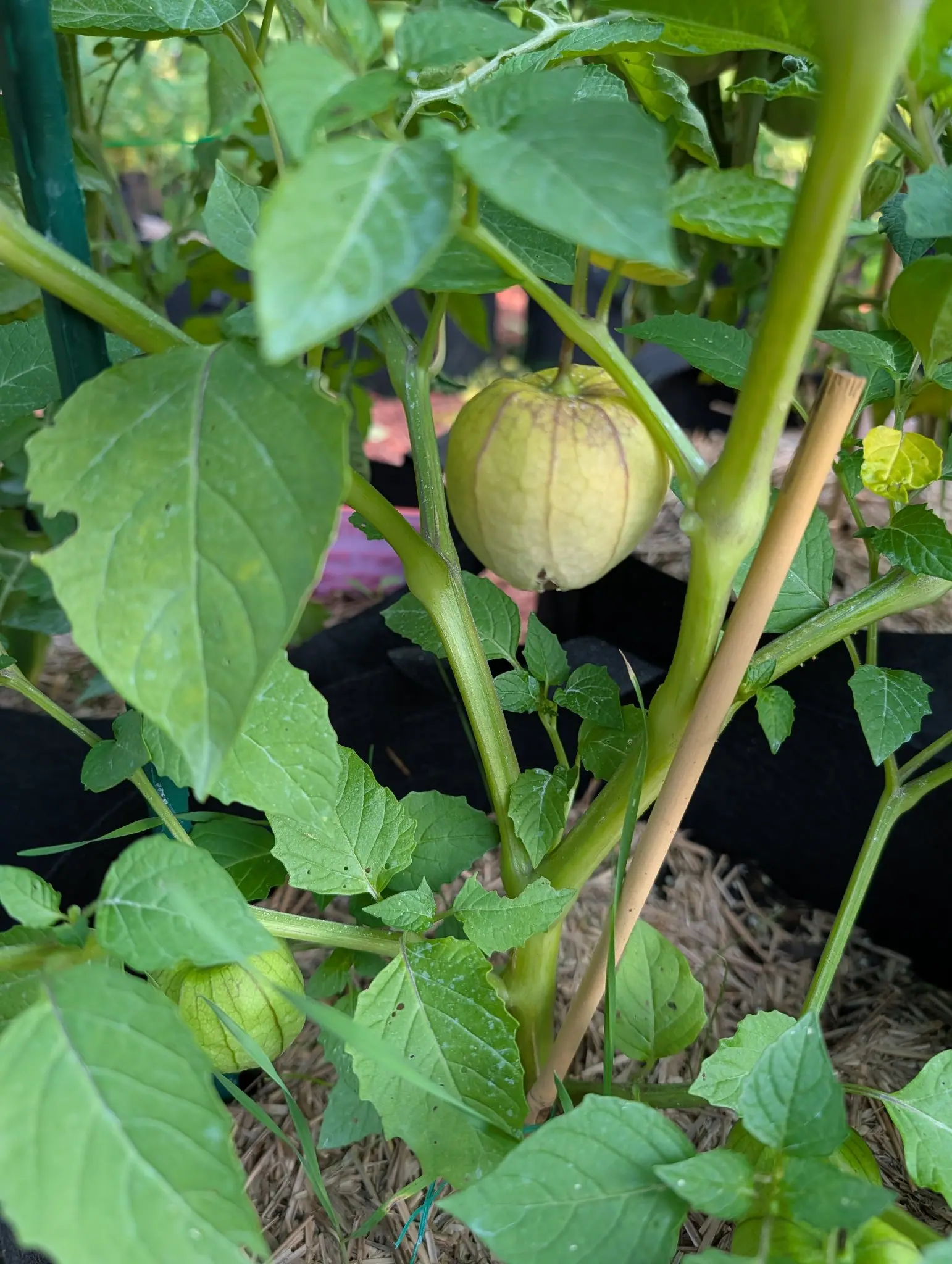 A tomatillo in a pale veined husk hanging among broad leaves, a bamboo cane and black fabric grow bags behind it and straw mulch on the ground below.