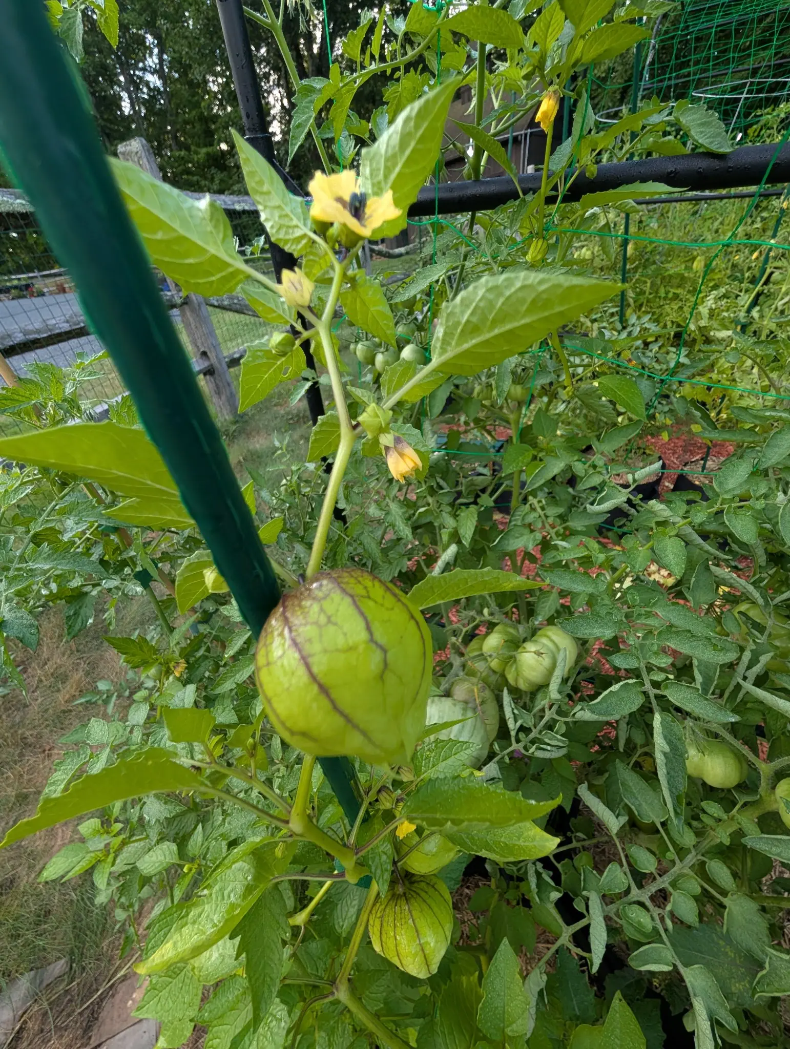 A tomatillo swelling in a green husk on a stem tied to a green metal stake, yellow flowers above it and wire fencing and garden beds behind.