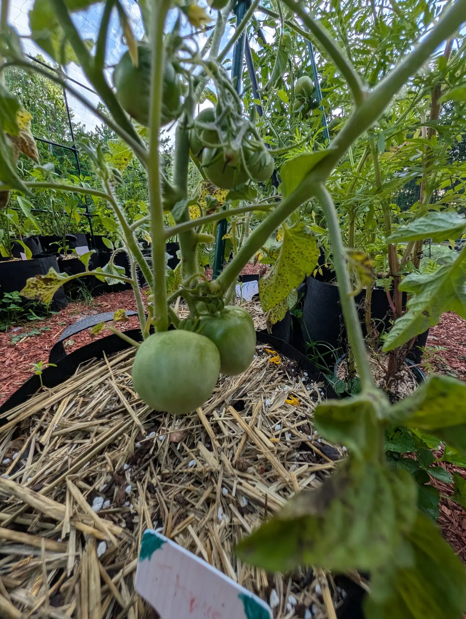 Green tomatoes hanging in a cluster over straw mulch, the plant staked in a black fabric grow bag with red-orange mulch and more grow bags behind.