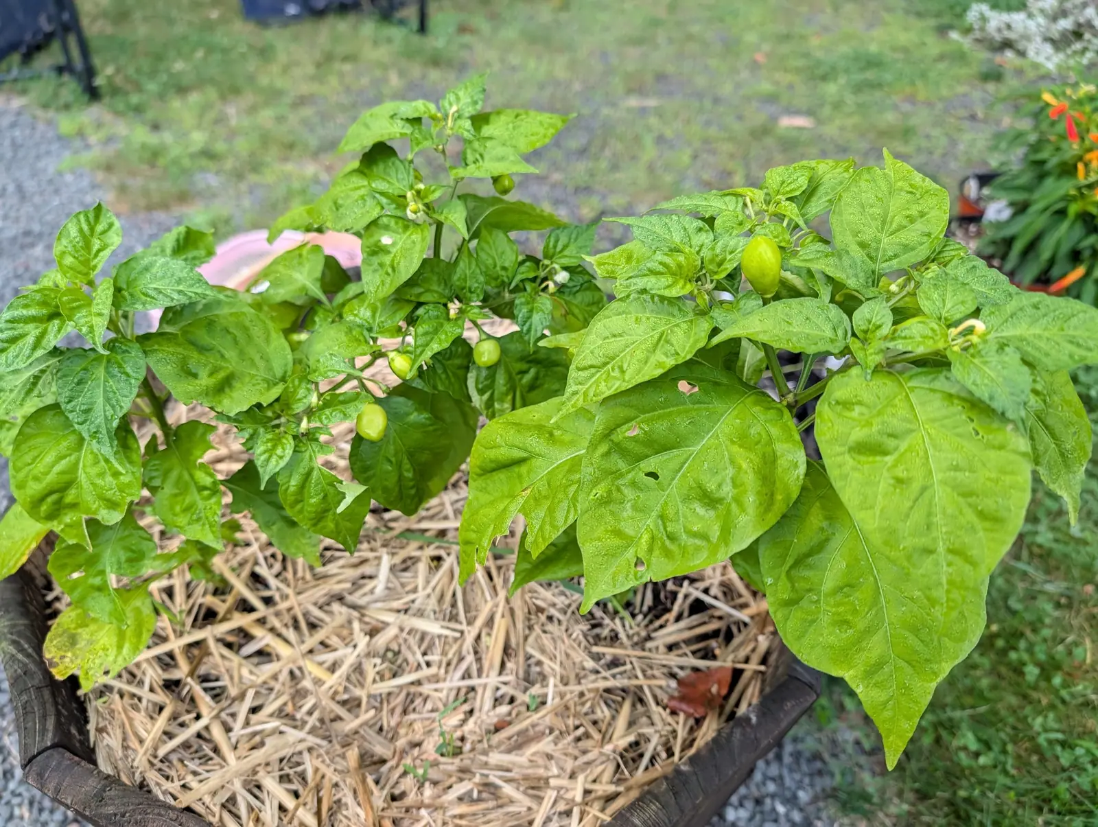 A pepper plant carrying small green fruit in a black fabric grow bag mulched with straw, a pale label just visible among the leaves and mown grass beyond.