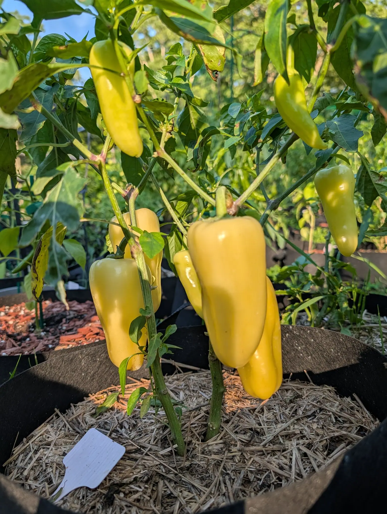 Pale yellow blocky peppers hanging thickly on a plant in a black fabric grow bag, straw mulch and a small white label below and red-orange mulch behind.