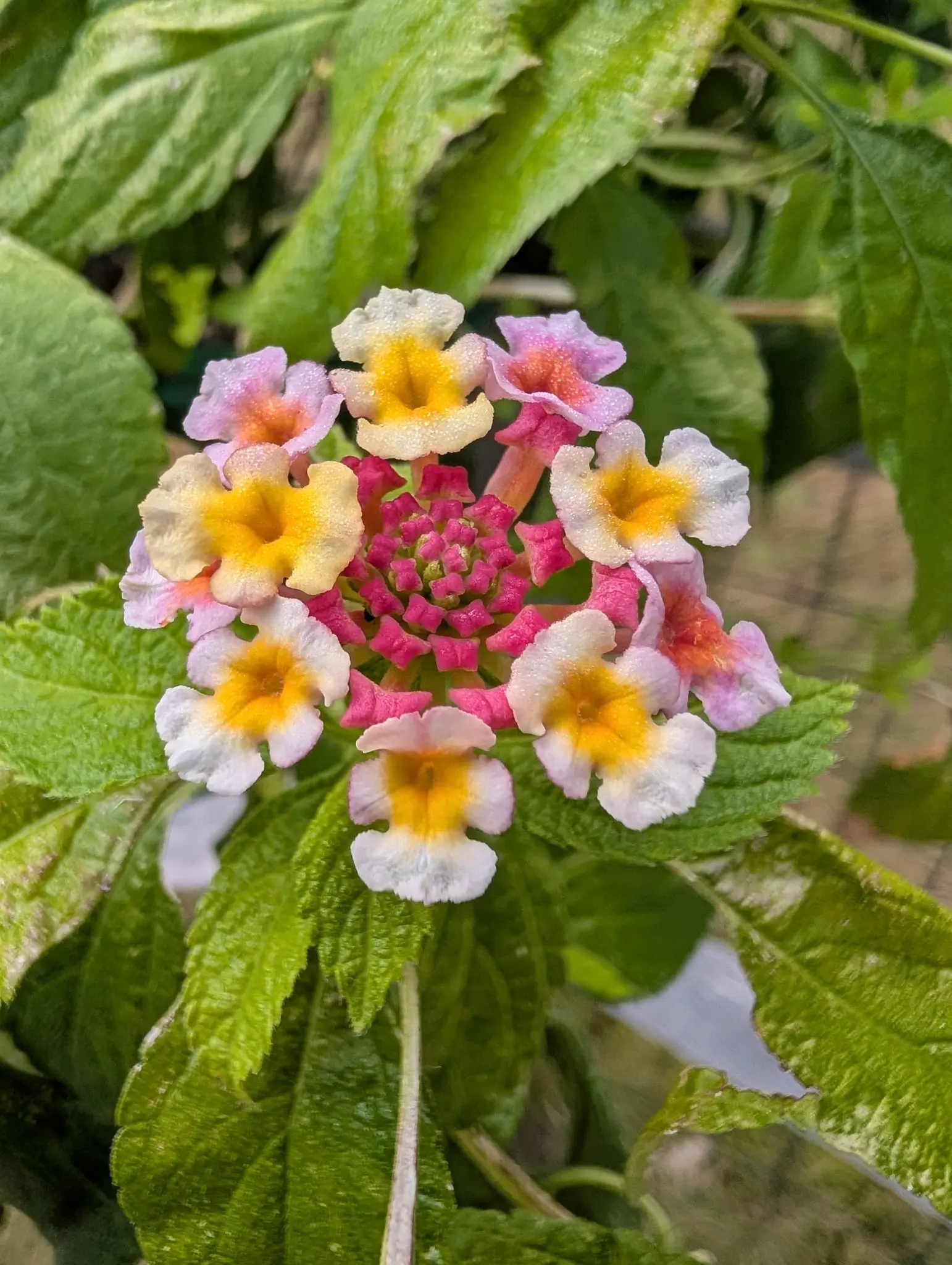 A lantana flower head close on the plant, cream, pink and yellow florets ringing a tight red-pink centre, set against crinkled green leaves.