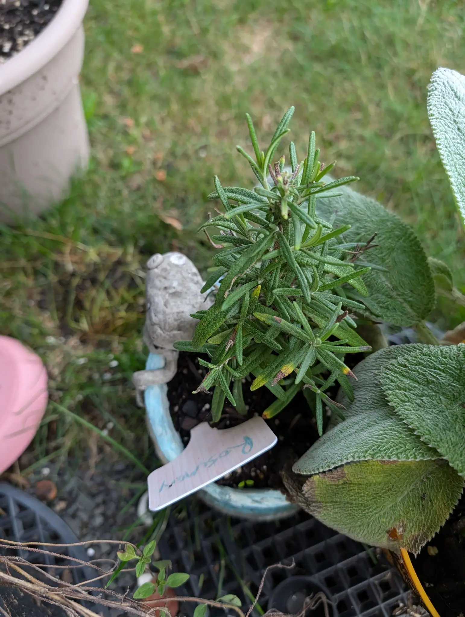 An upright bushy plant of narrow needle-like grey-green leaves in a pale blue pot on grass, a handwritten label leaning against the rim. Large soft furred leaves of a neighbouring plant crowd in from the right and a stone ornament sits at the pot's edge.