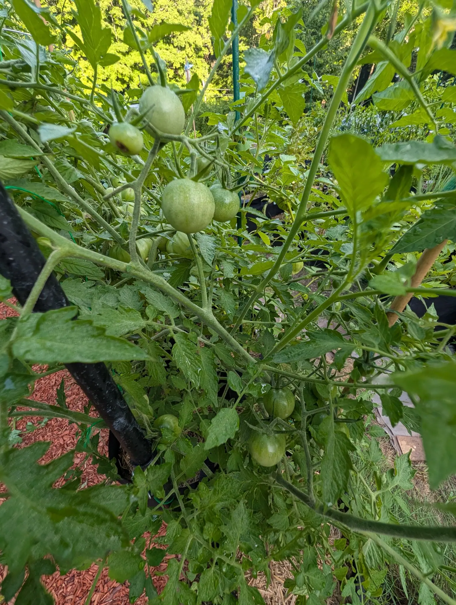 A sprawling tomato plant carrying clusters of green fruit, its stems spilling out of a black fabric grow bag over red-orange bark mulch.