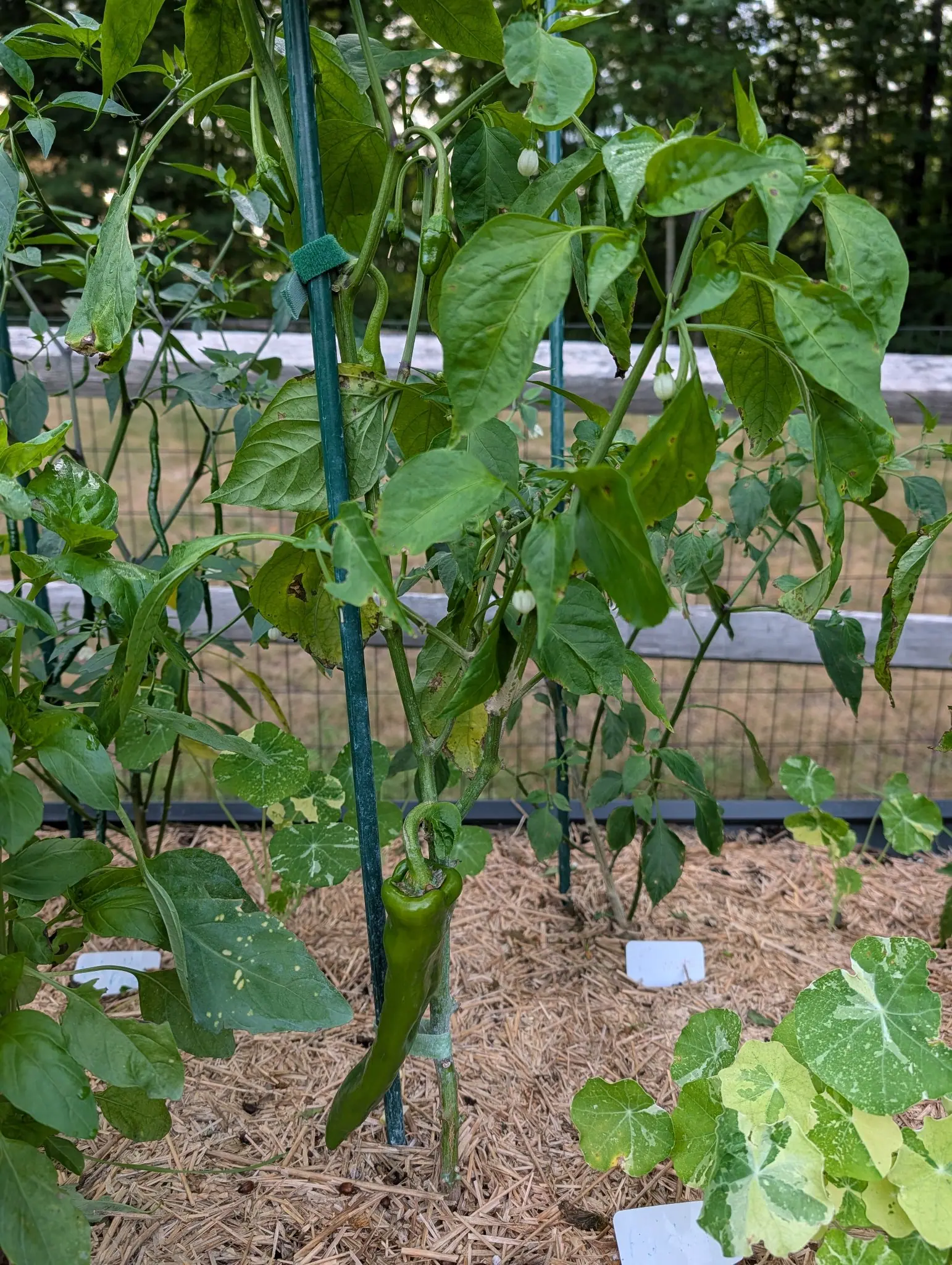 A long green pepper hanging low on a plant tied to a green metal stake, nasturtium leaves to one side, straw mulch below and a split-rail fence with wire behind.