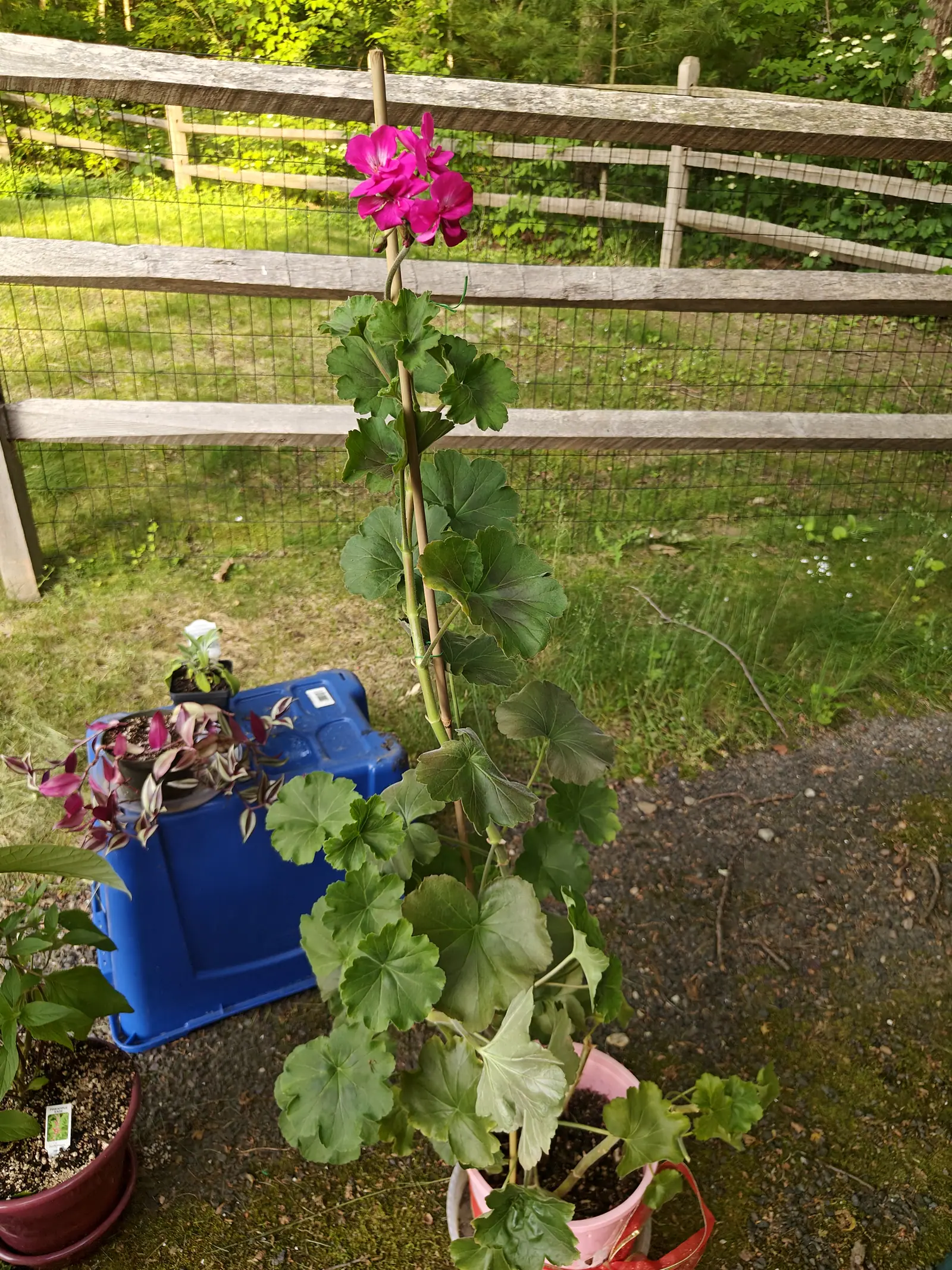 A leggy geranium tied to a cane in a terracotta pot, a single magenta flower head at the top above rounded leaves, with a split-rail fence and mown field behind.