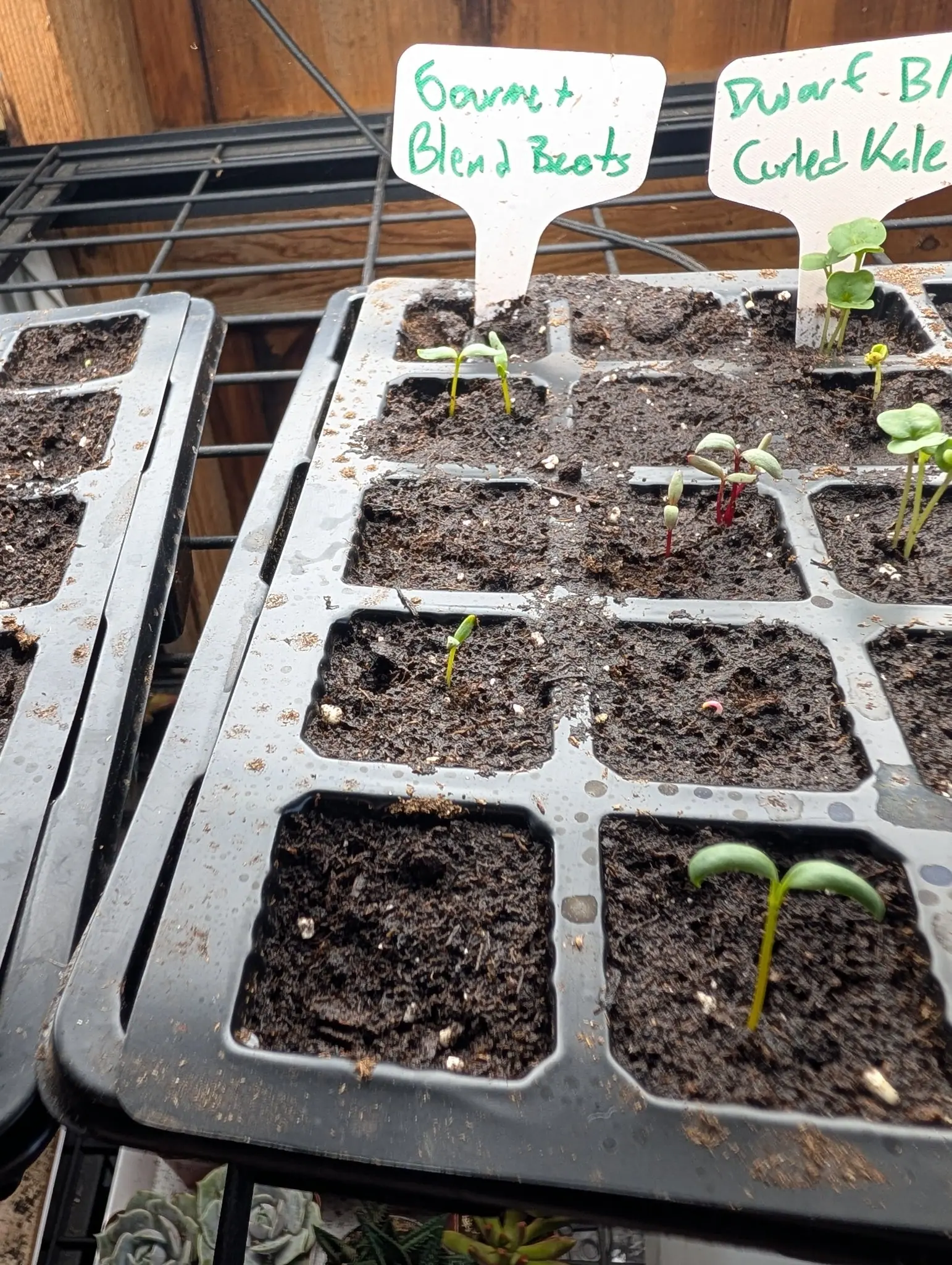 Seed trays of tiny seedlings in dark compost on a wire shelf, a handwritten label standing in the cells beside a second for dwarf curled kale.