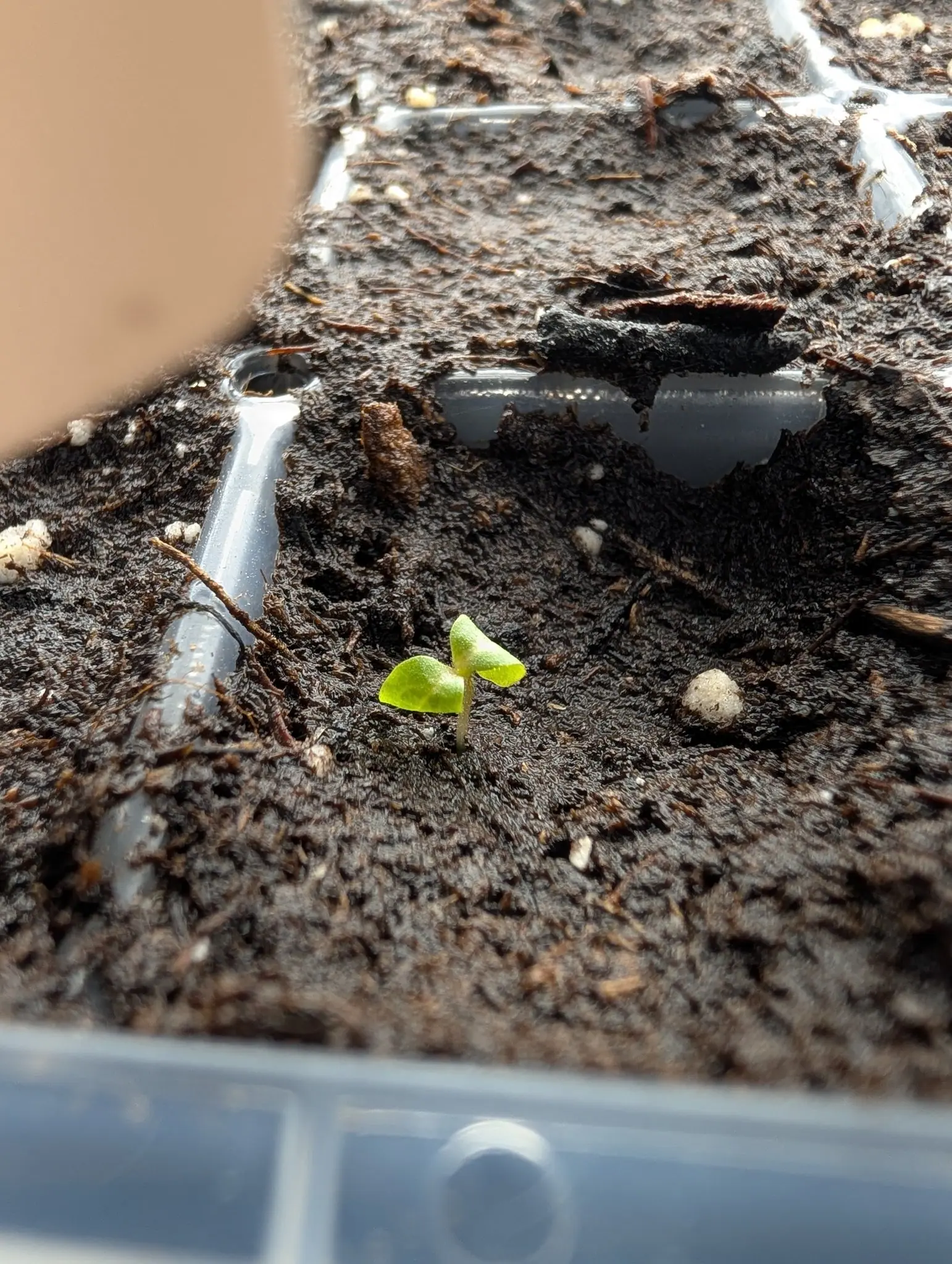 A single seedling with two pale green cotyledons in a wet cell of dark compost, the ribs of the tray and the edge of a clear dome around it.