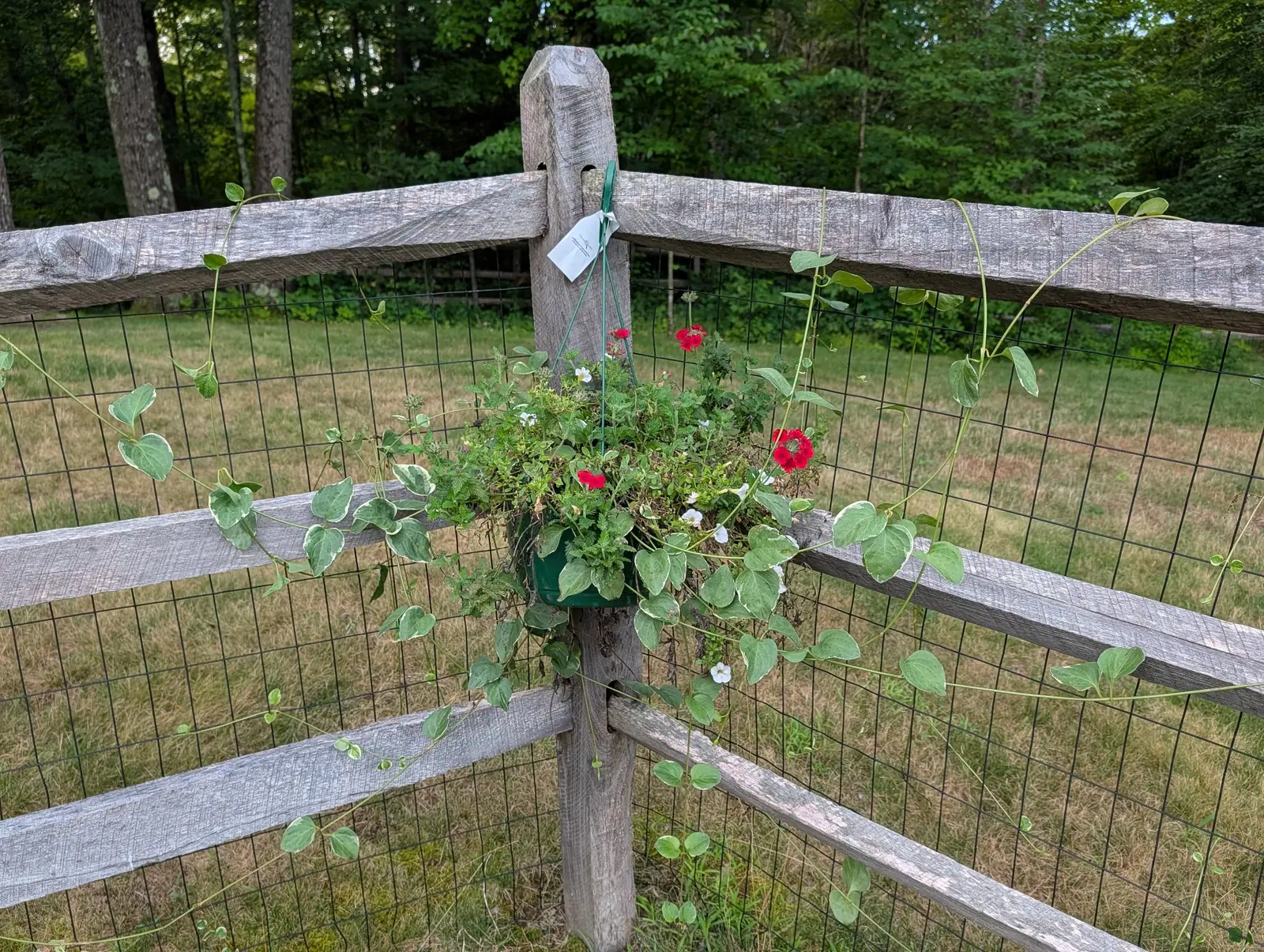 A hanging basket wired to a split-rail fence post, small red and white flowers among round leaves, its trailing stems running out along the rails and wire fencing with mown grass beyond.