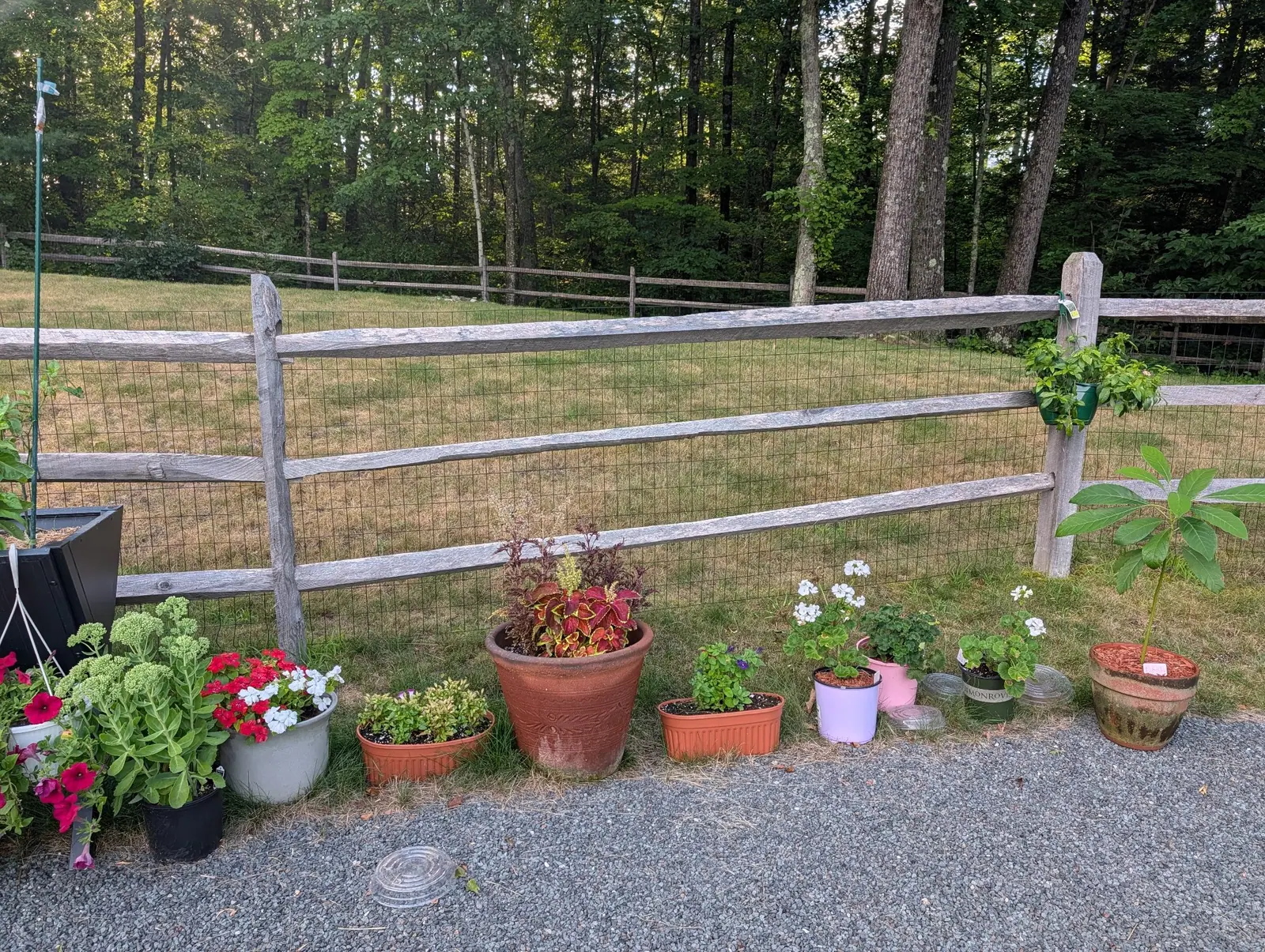 A line of pots set along a split-rail fence on gravel, coleus, red geraniums and white-flowered plants among them, with a mown field and woodland behind.