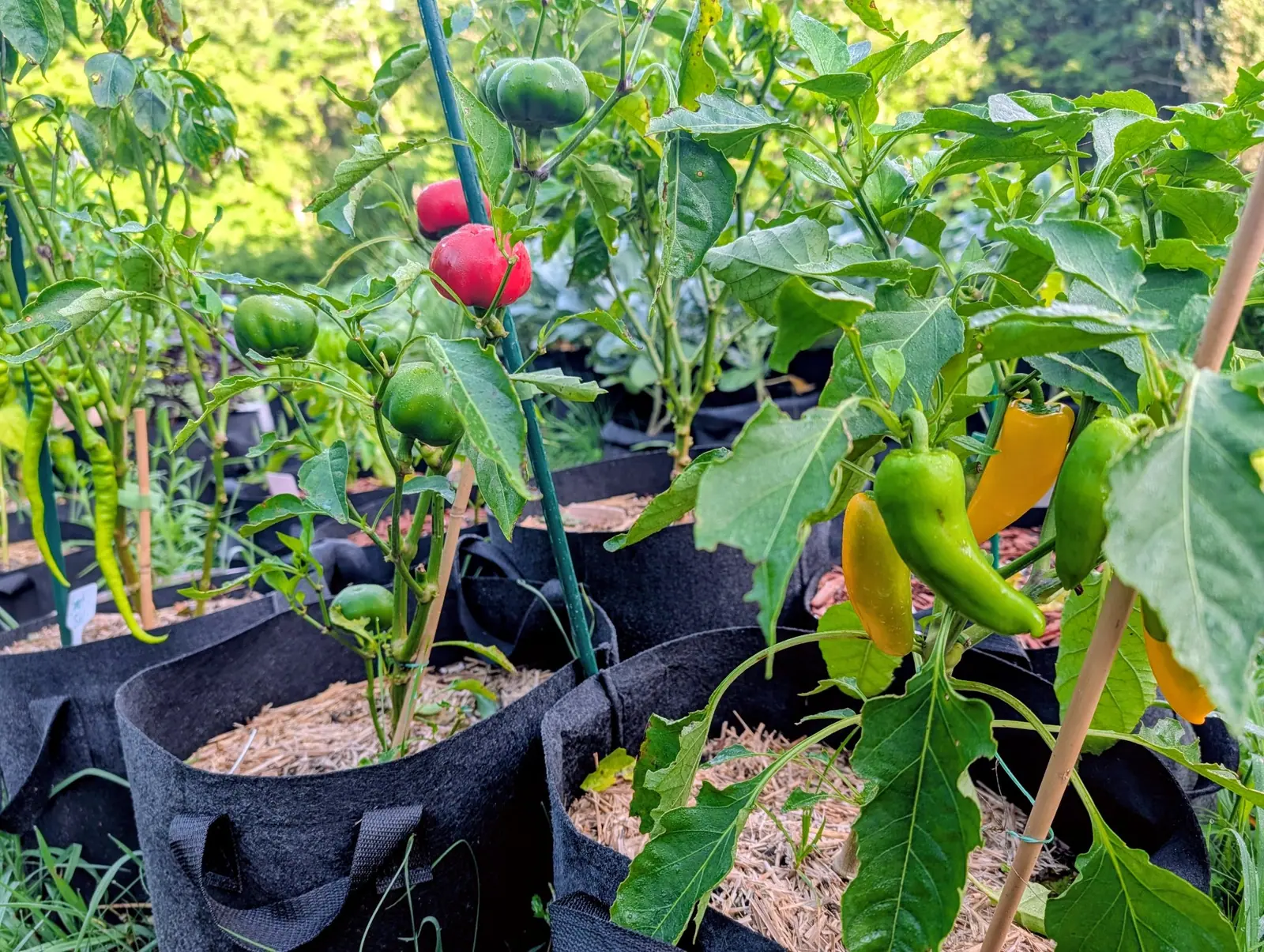 Rows of pepper plants in black fabric grow bags, red, green and yellow fruit hanging at different stages, straw mulch and a bamboo cane among them.