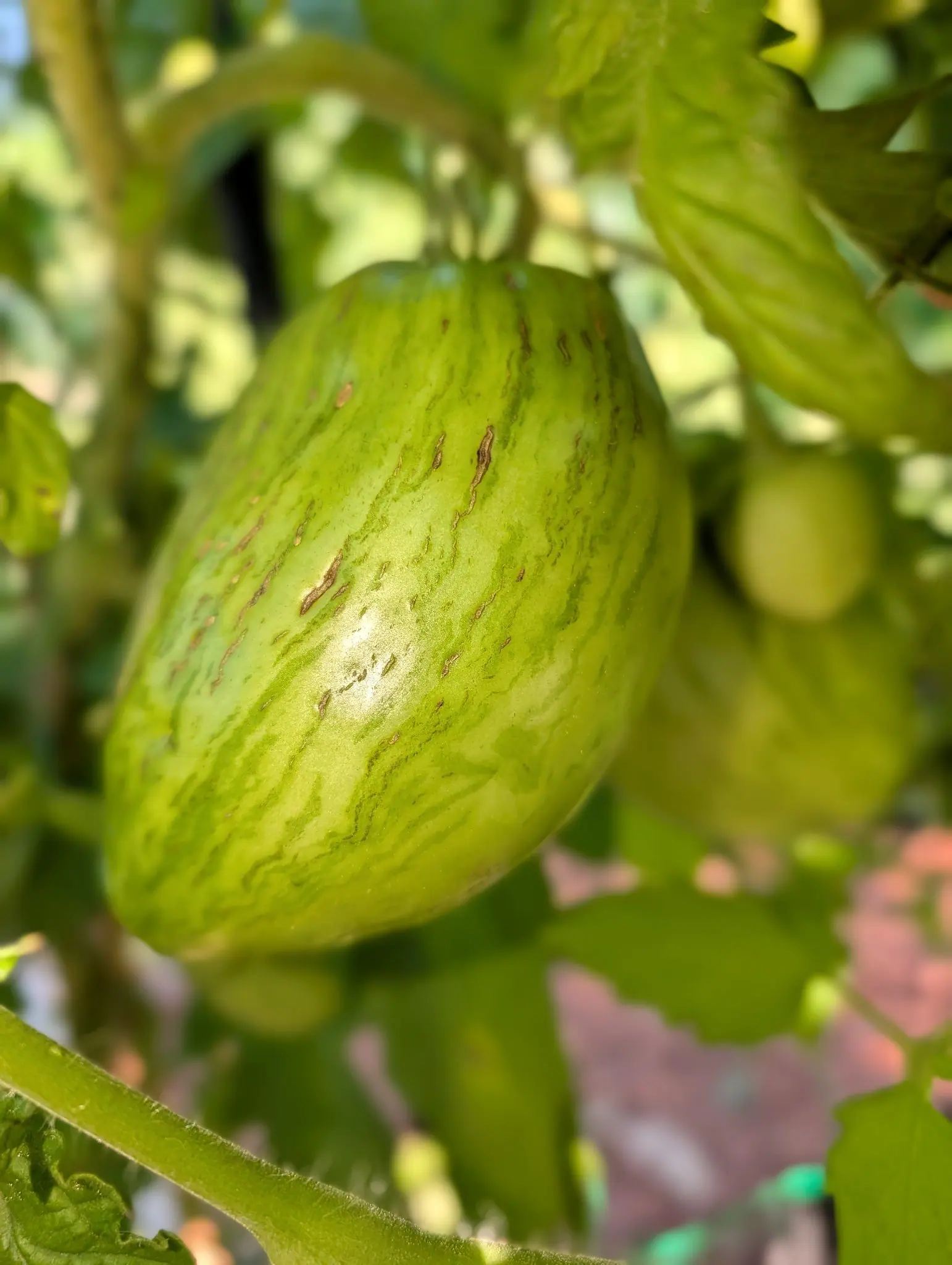 A large striped green tomato close on the vine, tan corky scars running across its skin, with red-orange mulch and more fruit blurred behind.