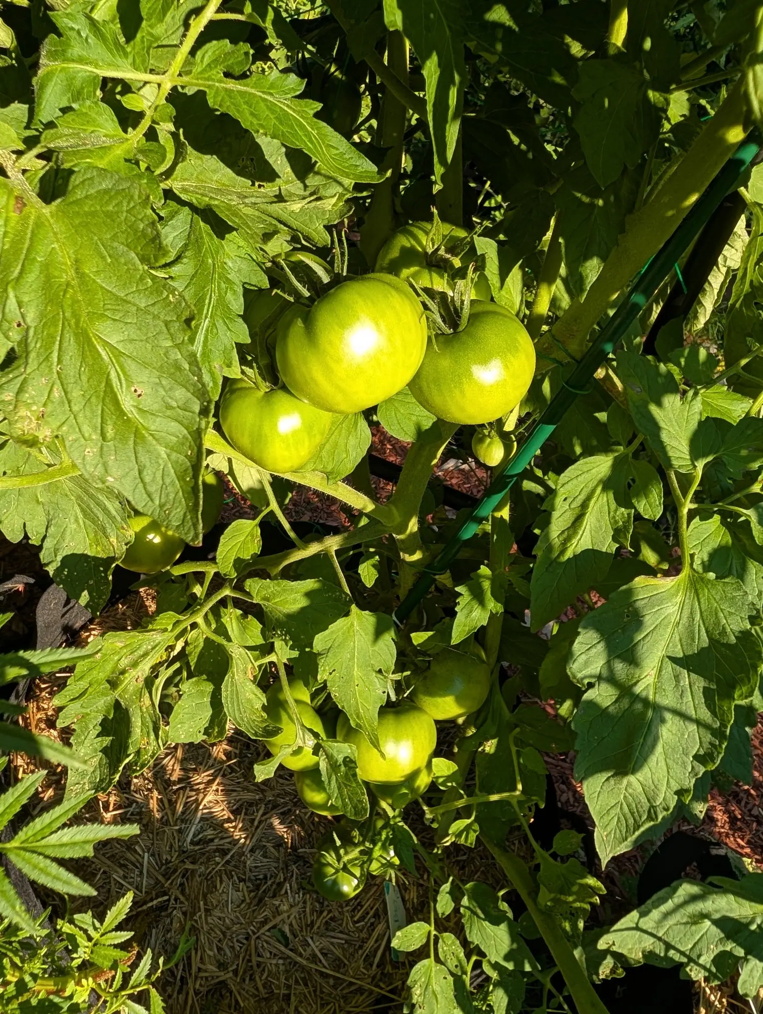 A cluster of green tomatoes catching low sun on a staked vine, a green metal stake beside them and straw mulch on the ground below.