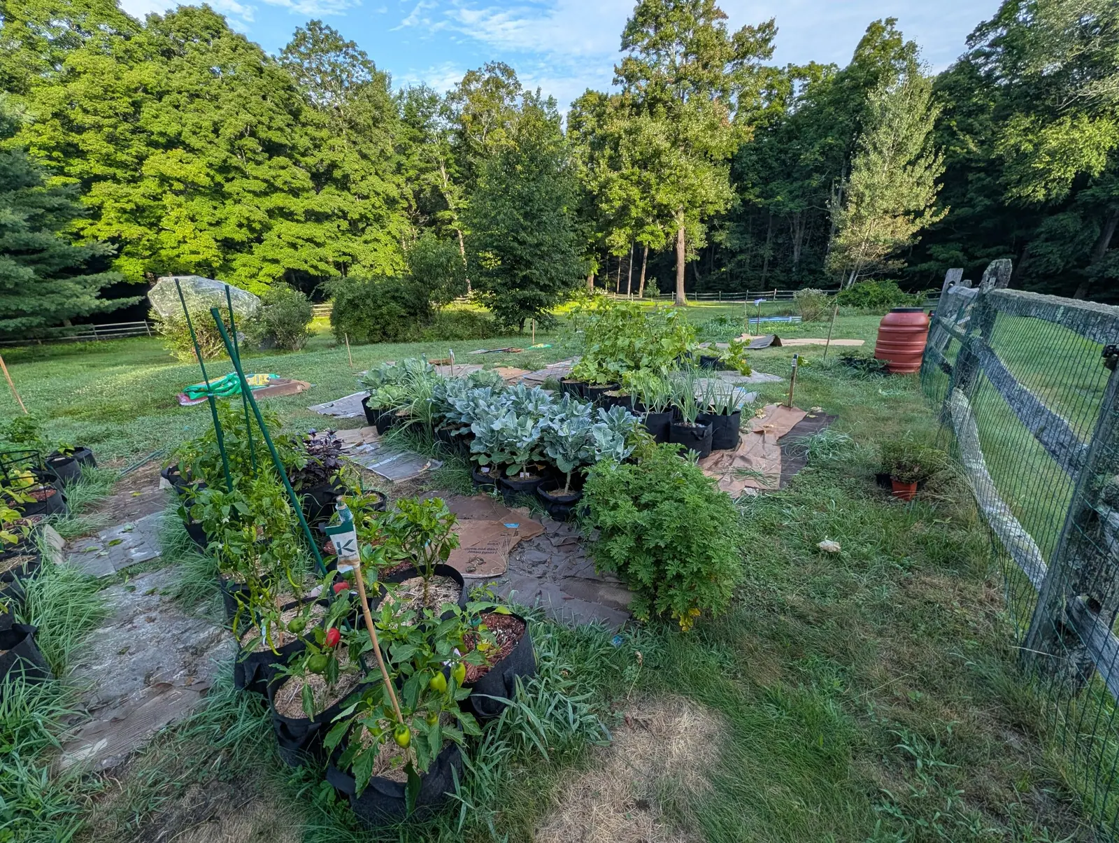 The container garden from above, rows of black fabric grow bags on stone slabs across mown grass, brassicas and peppers among them and a rain barrel and wire fence at the edge.