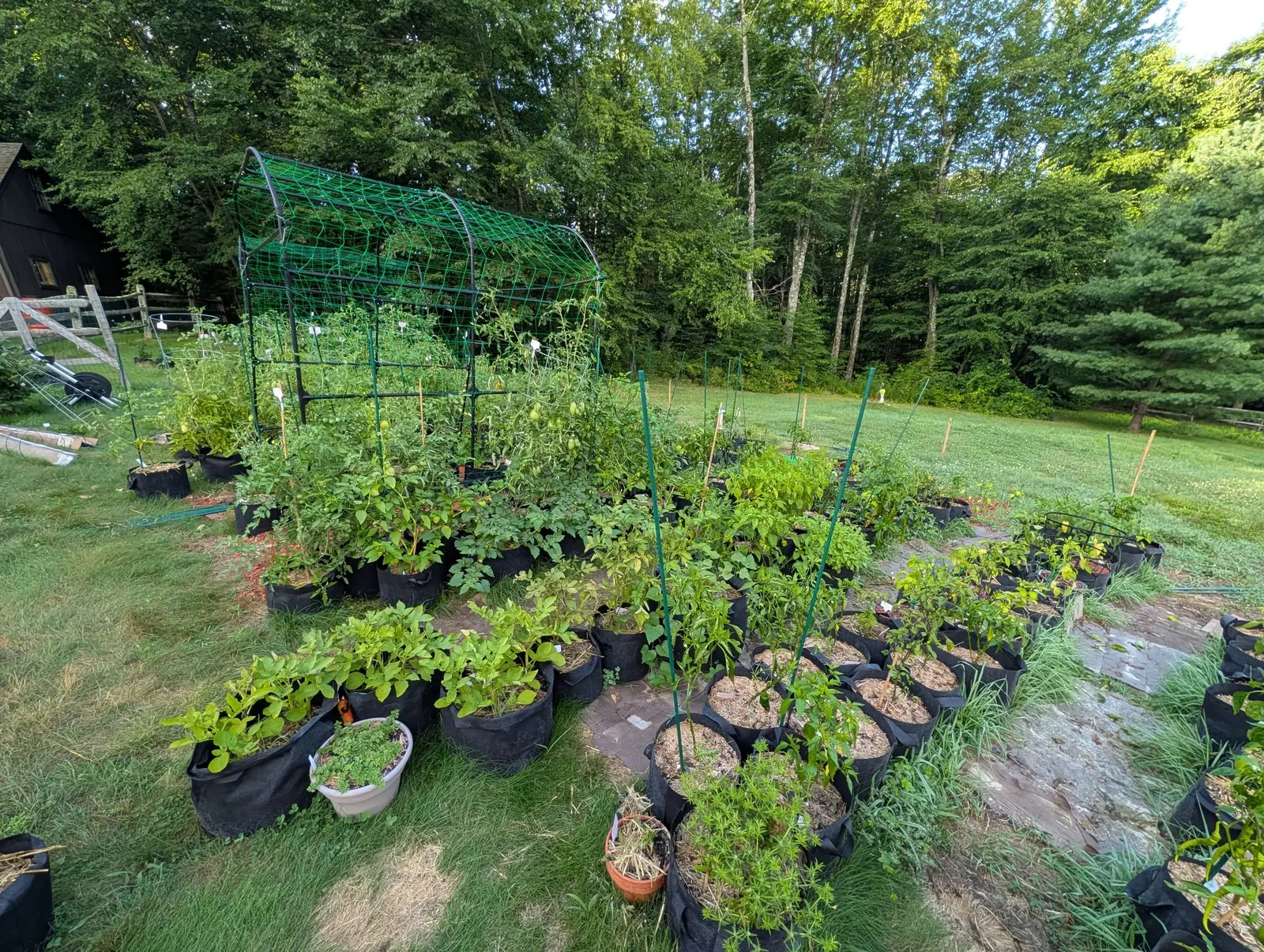 The garden seen from a rise, a green mesh walk-in cage at its centre and rows of black fabric grow bags running out across grass and paving to the woodland.