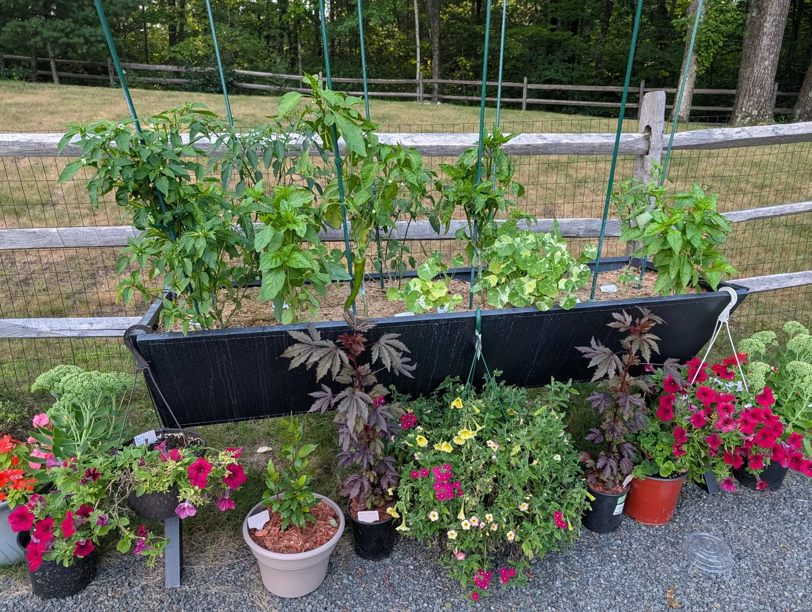 A long black trough planter hung on a split-rail fence with pepper plants and green metal stakes in it, pots of petunias, calibrachoa and dark bronze cut-leaved foliage crowded on the gravel below.