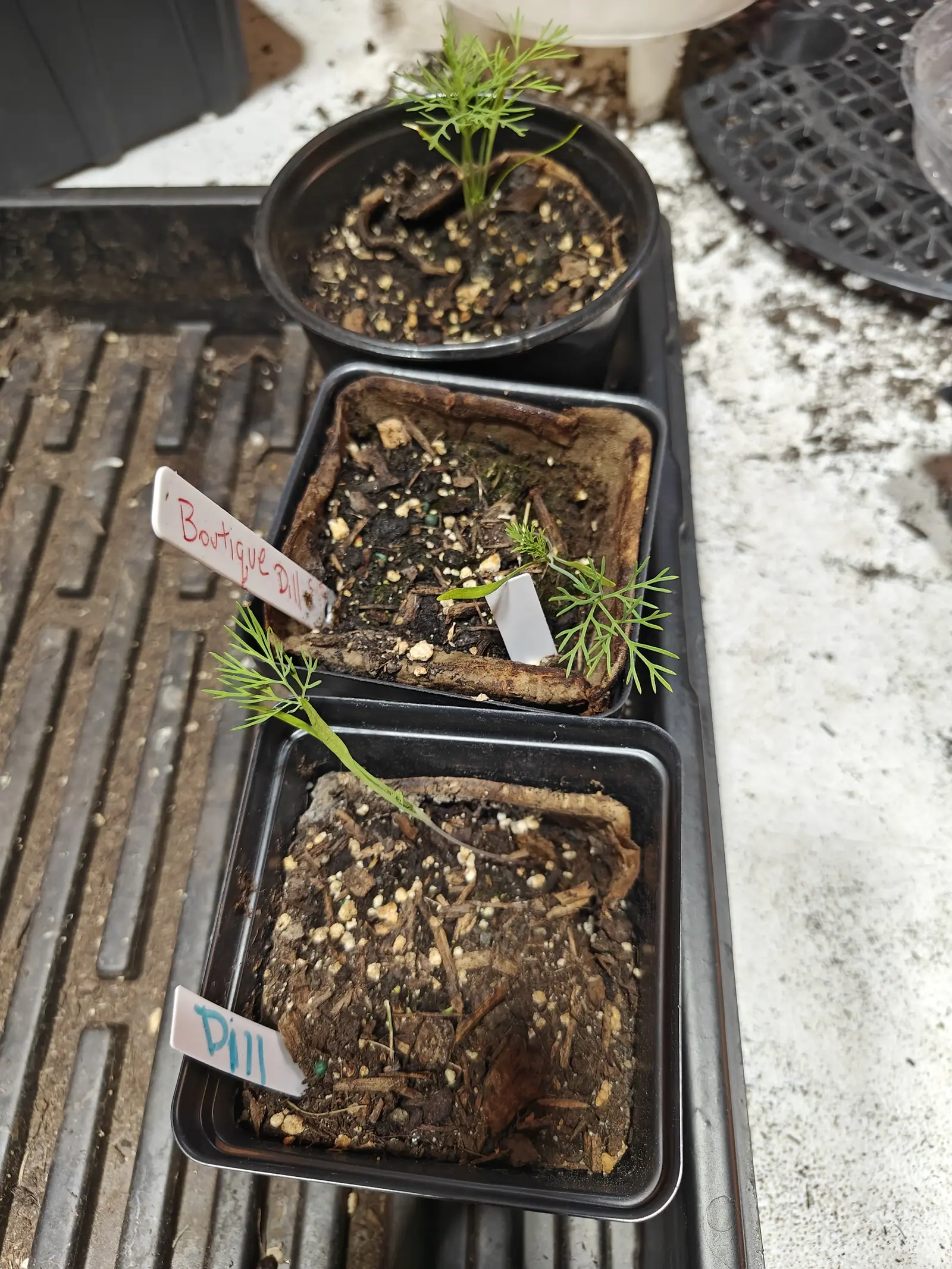 Three black pots of feathery dill seedlings lined up on a ribbed mat, one in teal marker and another in red, their compost flecked with perlite.