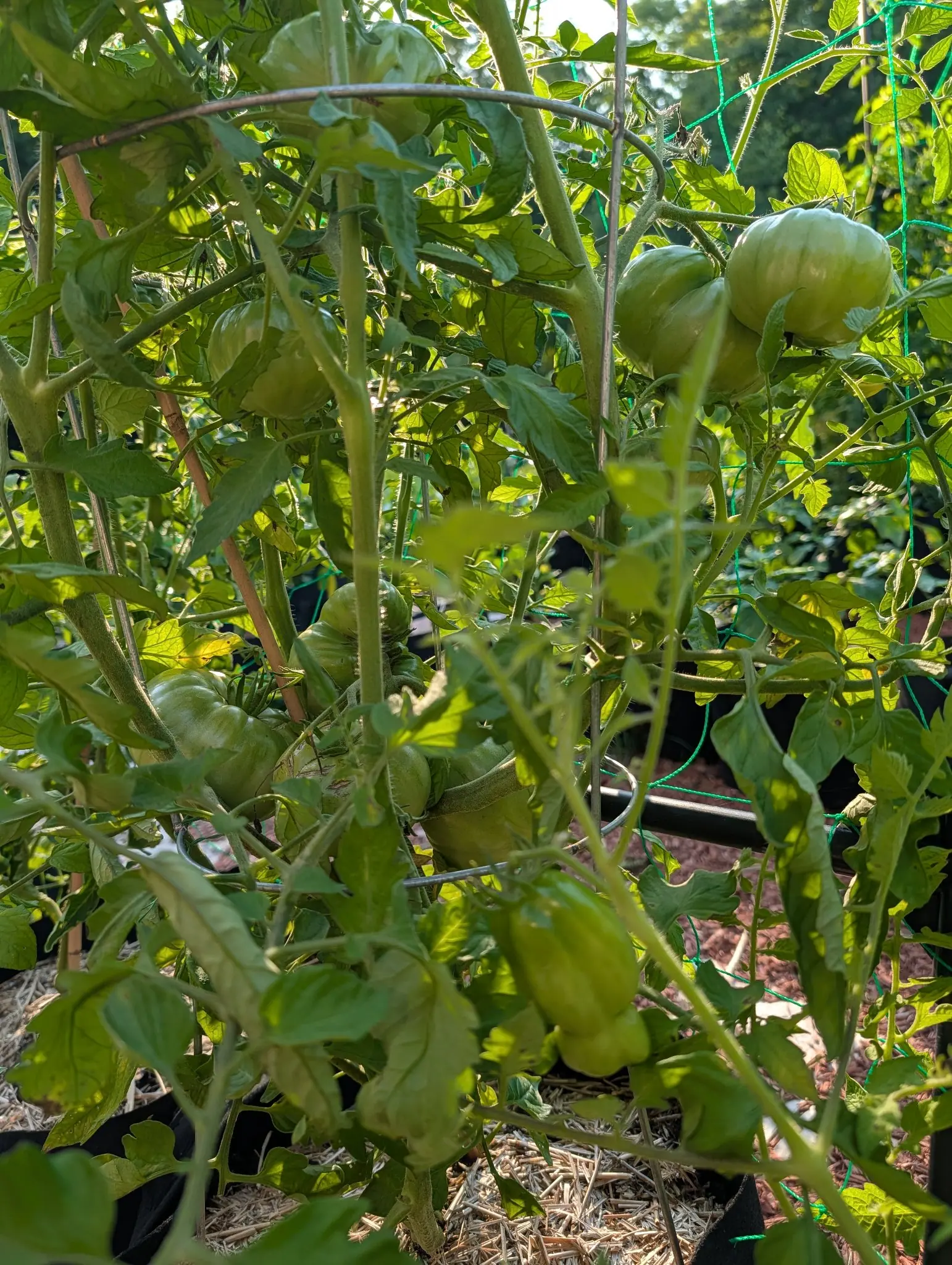 Large ribbed green tomatoes hanging inside a wire cage, the plant's stems tied up around it, with straw mulch and black fabric grow bags below.