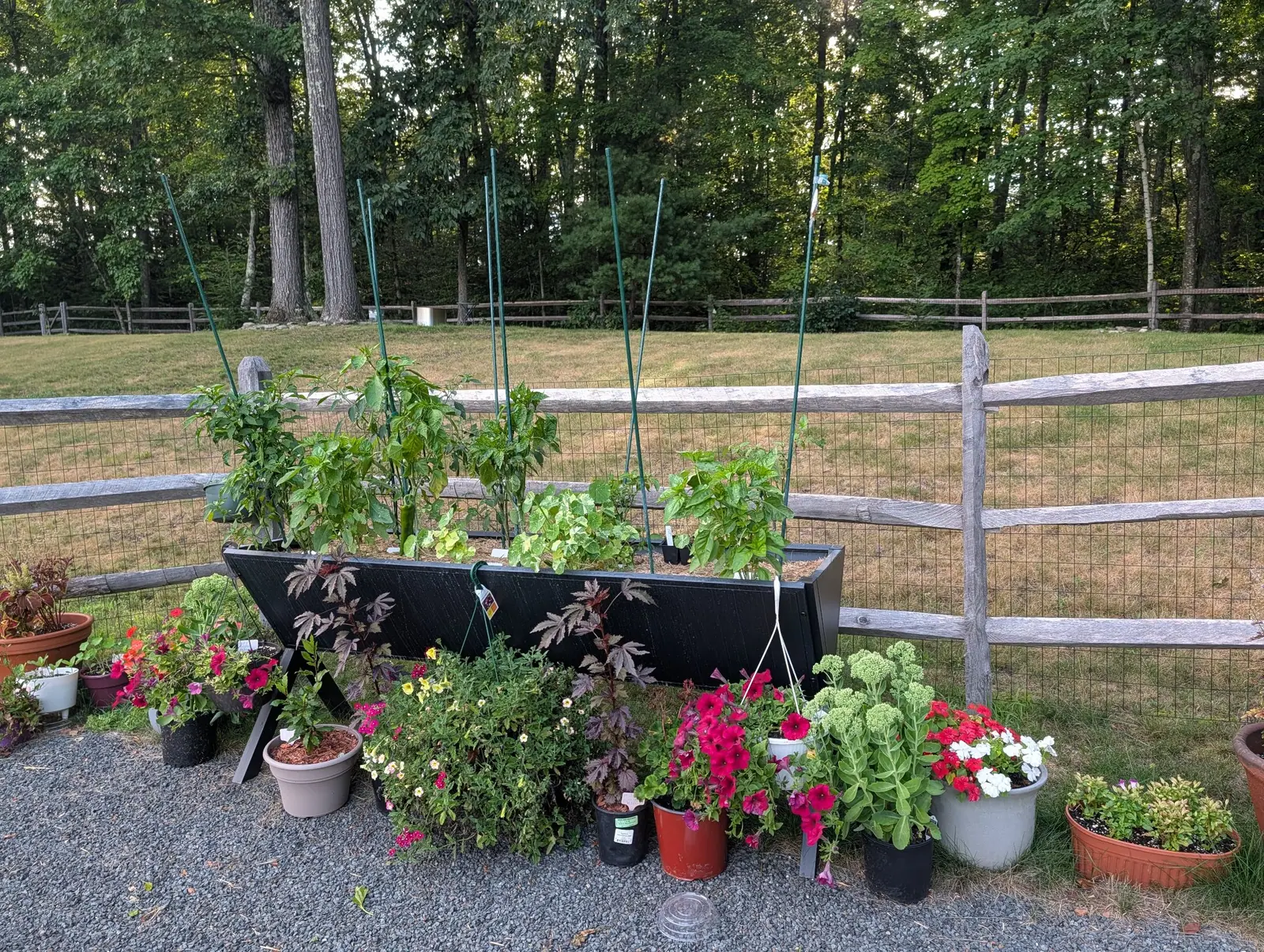 A black trough planter of pepper plants fixed to a split-rail fence, green metal stakes above it and a crowded row of flowering pots on the gravel below, a mown field beyond.