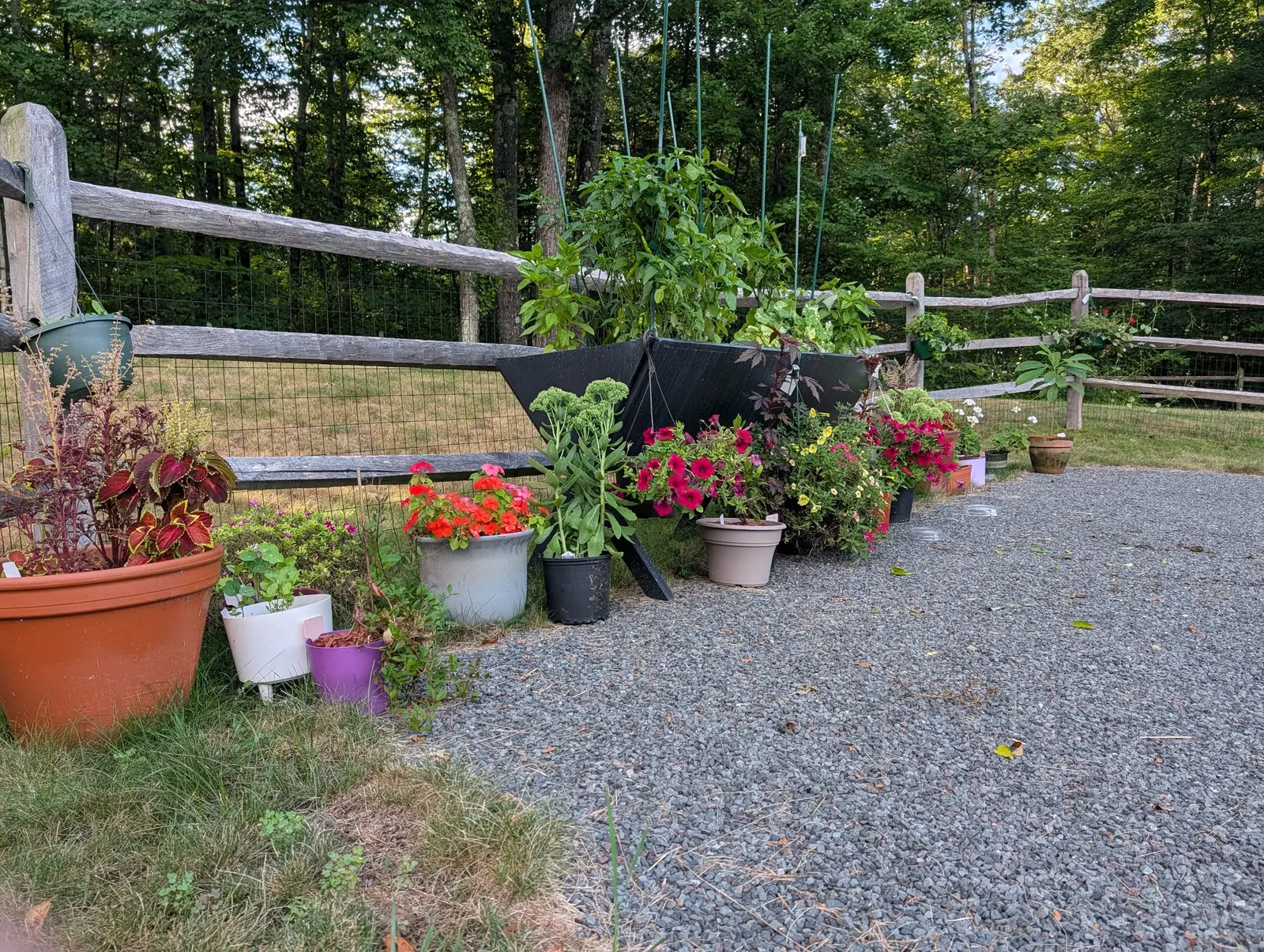 Pots of red geraniums, coleus and trailing greenery lined along a split-rail fence on a gravel drive, a rigid black trough planter hung on the fence above them and woodland behind.