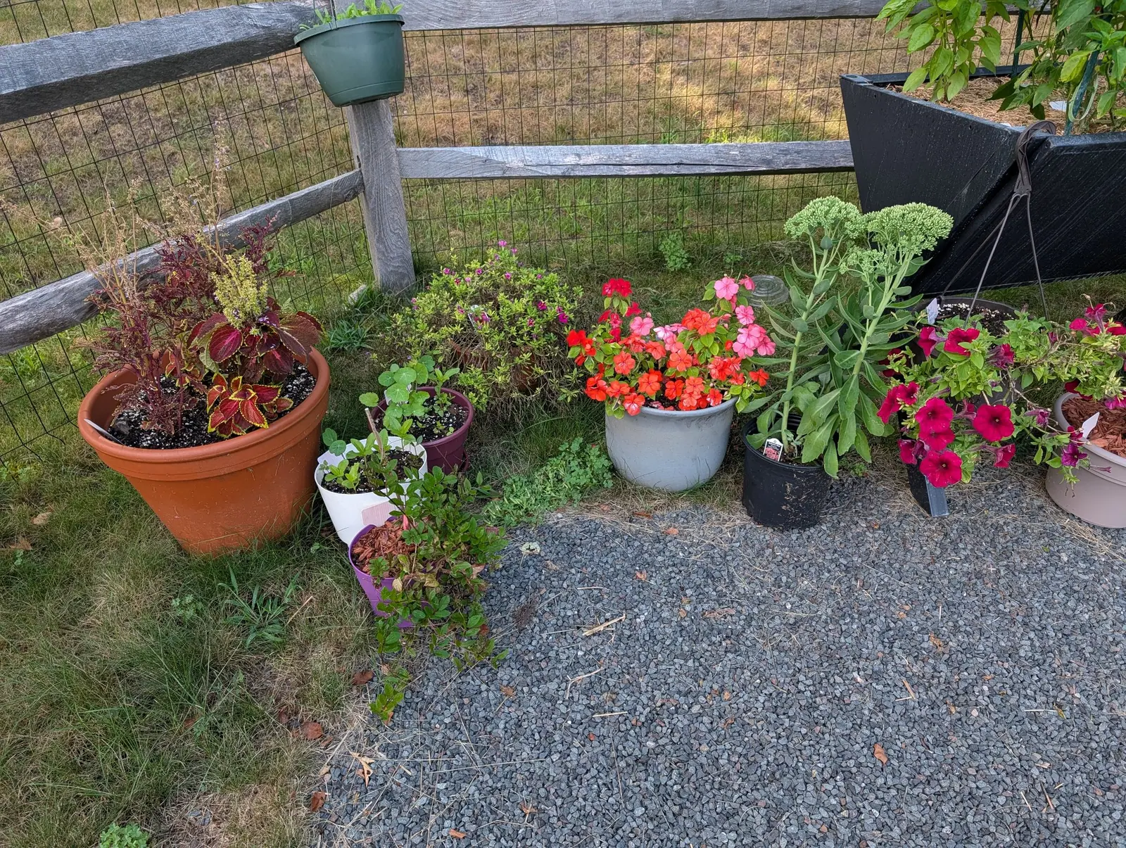 A terracotta pot of dark coleus beside white and grey pots of red geraniums and sedum on gravel, a black fabric trough and split-rail fence at the edge.