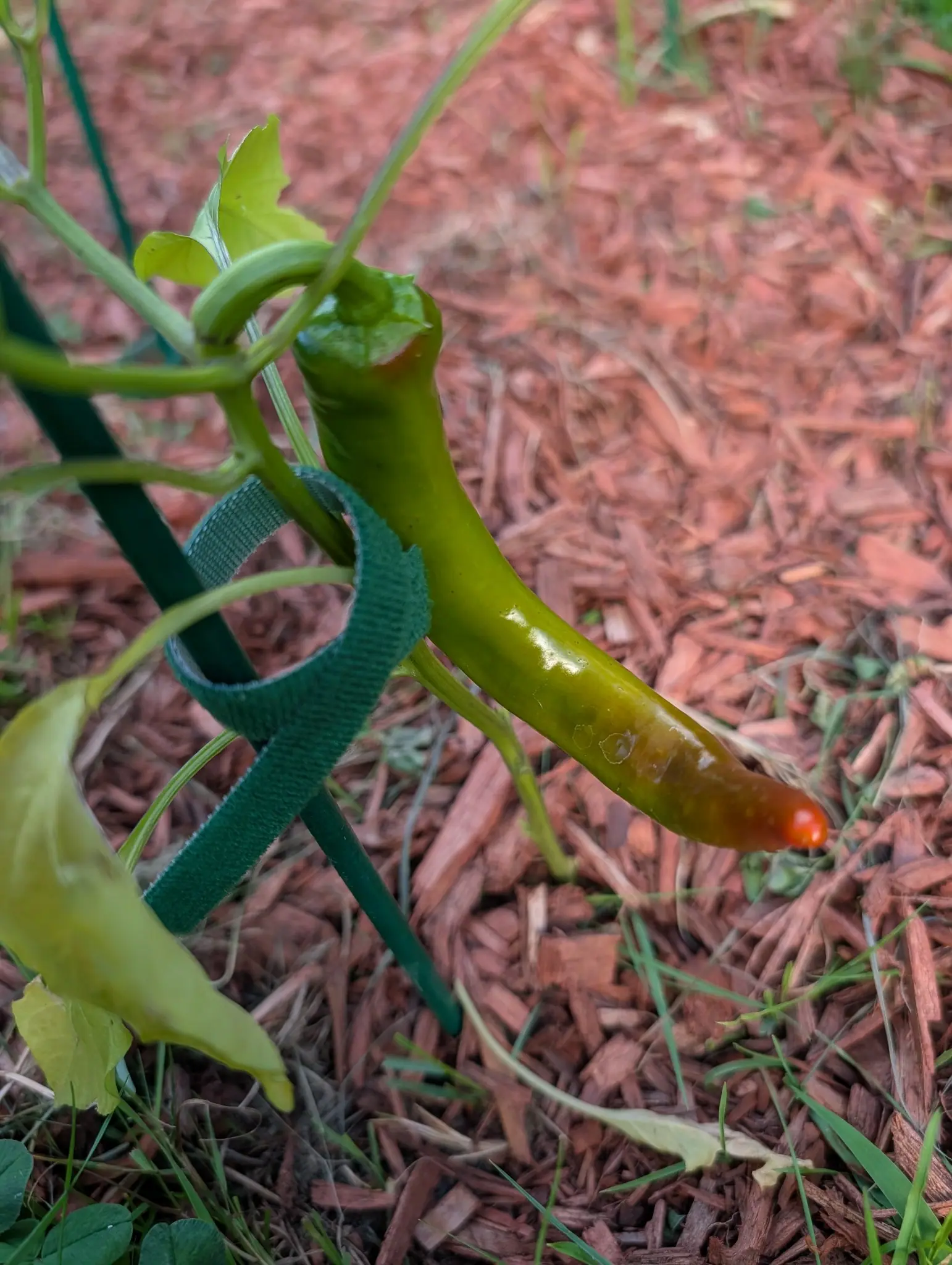 A long curved pepper ripening from green to orange at its tip, held to a green metal stake by a green strap, over red-orange bark mulch.