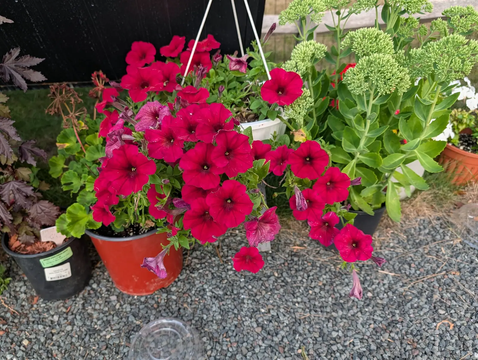 A hanging basket of deep magenta petunias in an orange pot, blooms spilling over the rim onto grey gravel, with sedum and other pots behind.