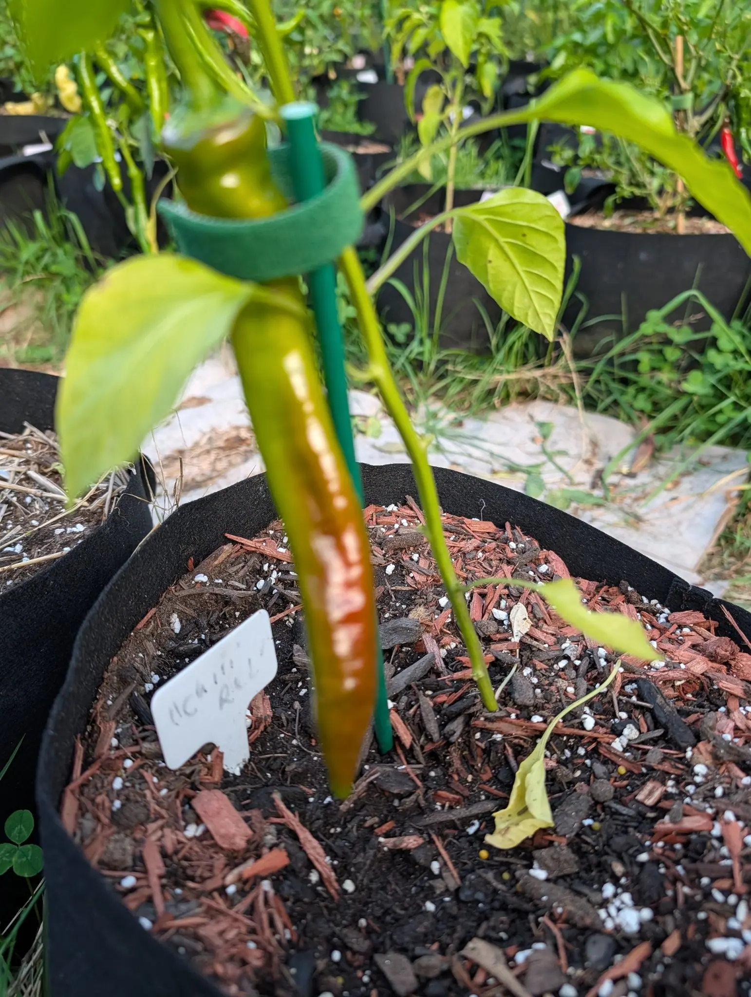 A long pepper ripening bronze along its length beside a green metal stake, standing in a black fabric grow bag topped with bark and perlite, a handwritten label in the soil.