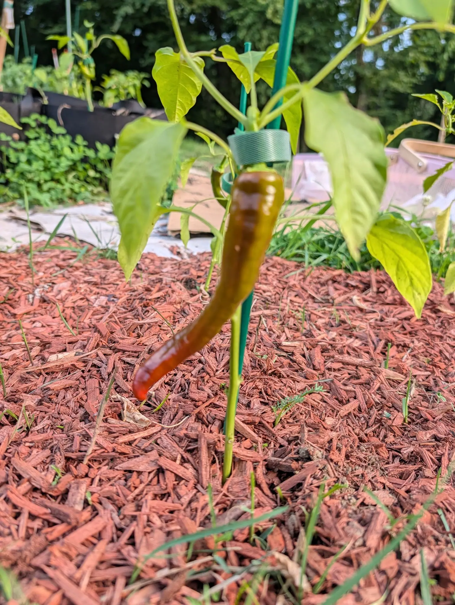 A single long pepper curving down from a green metal stake, olive at the shoulder and red at the tip, over a wide bed of red-orange bark mulch.