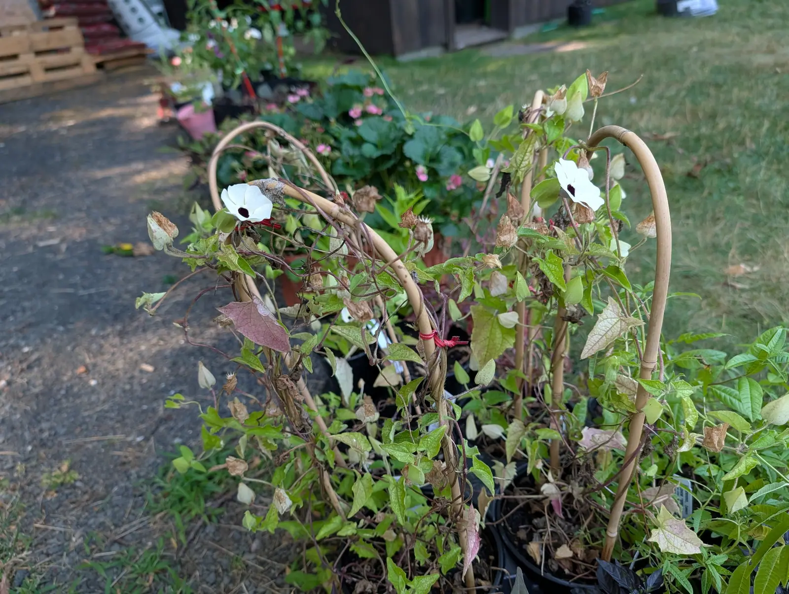 A row of nursery pots on a gravel path, stems trained over arched bamboo hoops, with two open white flowers each showing a dark centre among leaves that are largely dry and brown. More potted plants and a lawn recede behind.