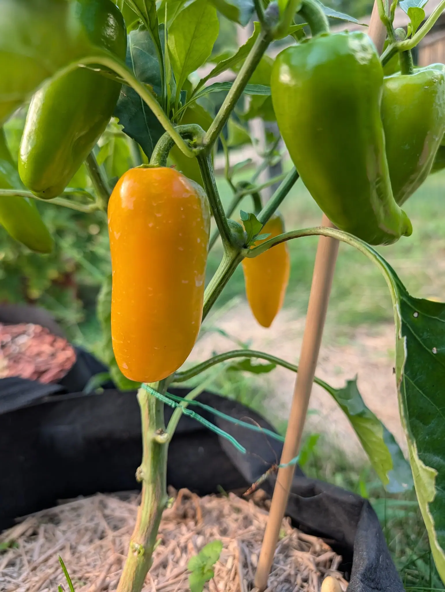 A blunt orange pepper hanging among green ones on a plant staked with a bamboo cane, a black fabric grow bag and straw mulch below.