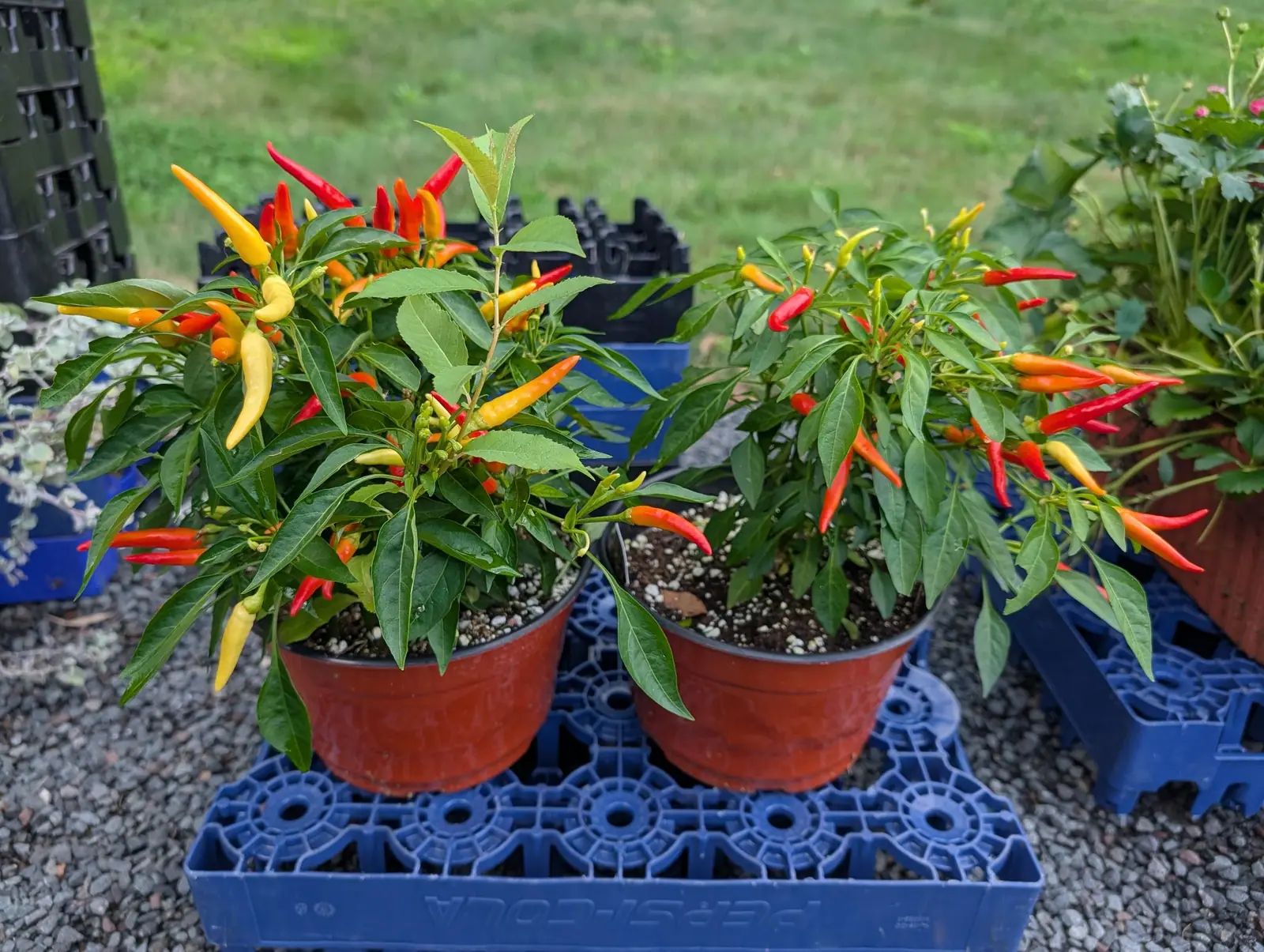 Two nursery pots of ornamental chillies standing on a blue plastic crate, slim fruit held upright above the leaves in yellow, orange and red, with gravel and grass around.