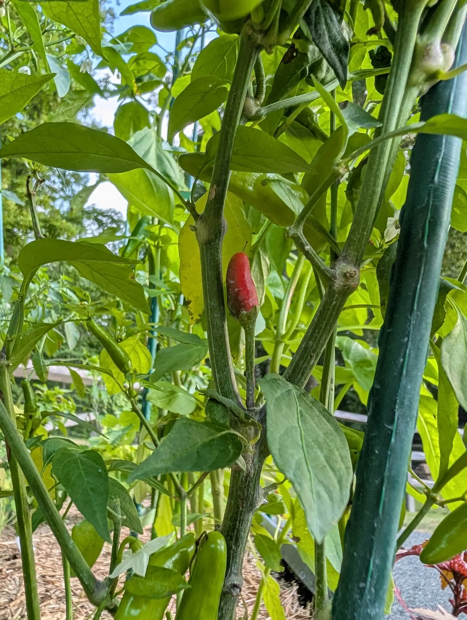 A short red chilli and a pale yellow one on a leafy plant beside a green metal stake, more pepper plants and bark mulch behind.