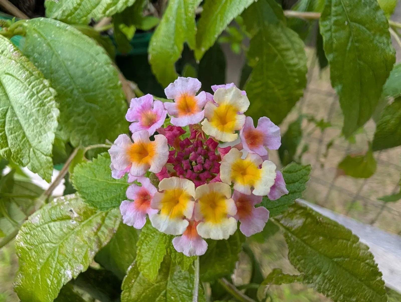 A lantana flower head, pale pink outer florets around cream and yellow ones and a tight red bud centre, framed by crinkled green leaves.