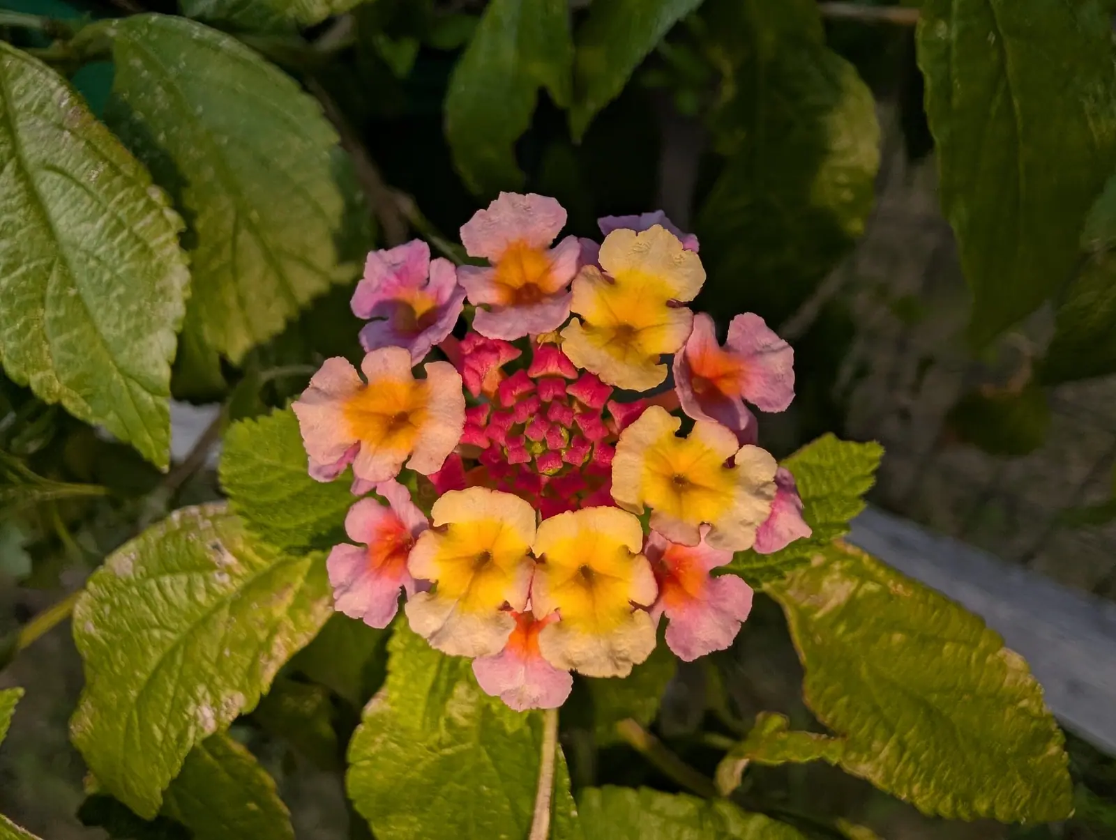 A lantana flower head in low light, apricot and yellow florets ringing a red centre, its coarse leaves dark around it.