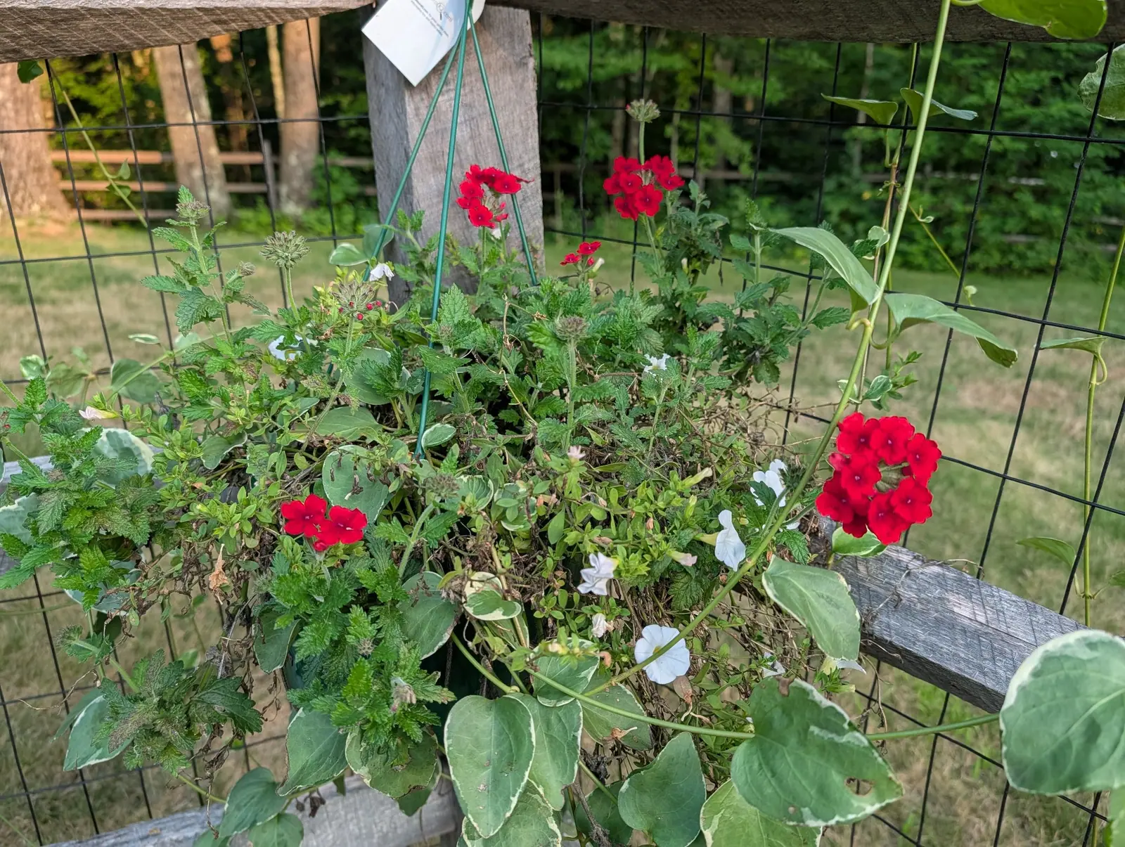 A hanging basket lashed to a split-rail fence post, small red and white flowers among round variegated leaves, its stems trailing out through the wire fencing.