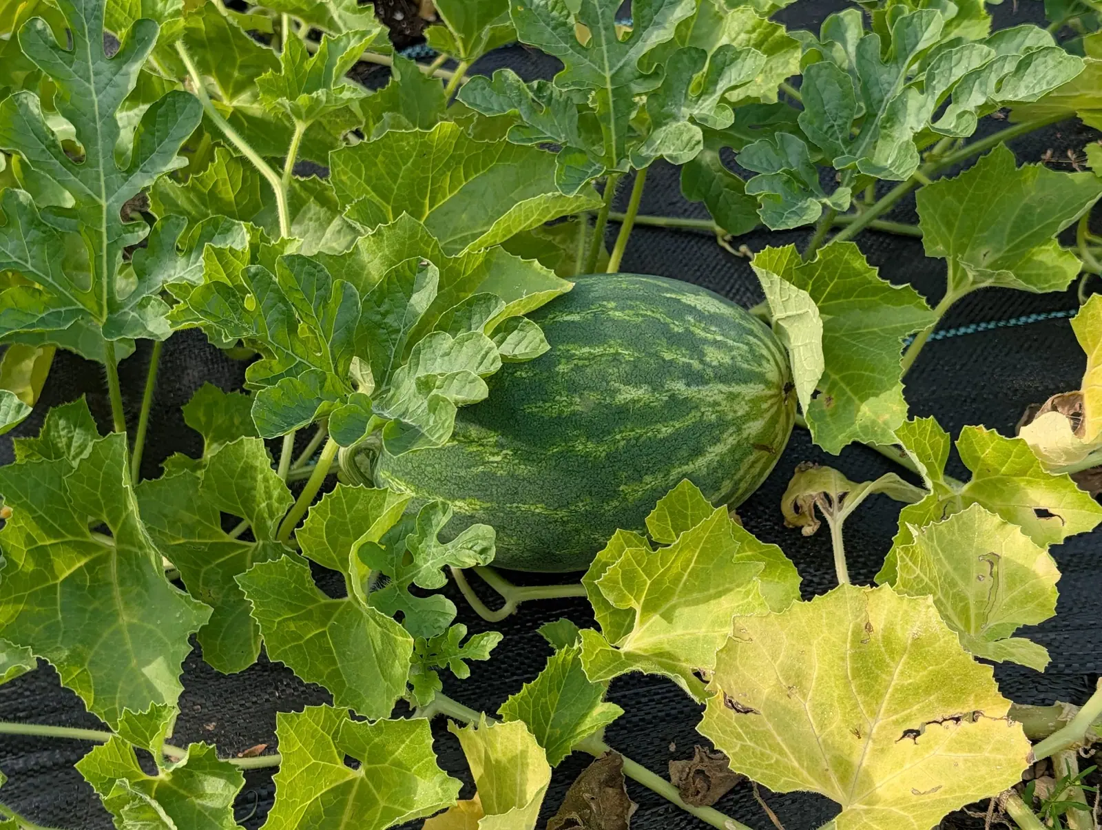 A striped green watermelon lying on black woven ground fabric, the vine's lobed leaves spread around it and one leaf yellowing at the edge.