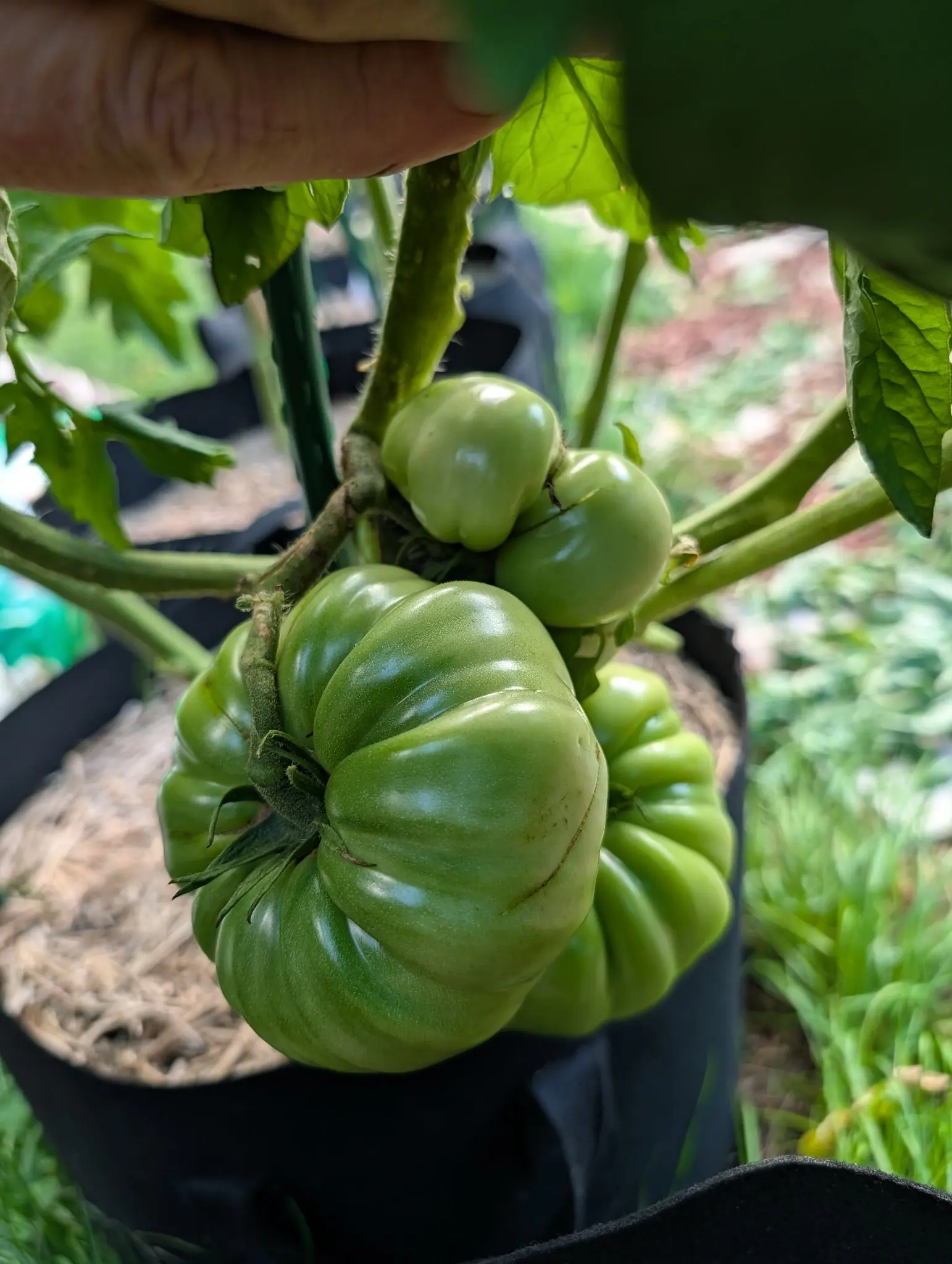 A hand lifting foliage above a large ribbed green tomato on the vine, the plant standing in a black fabric grow bag mulched with straw.