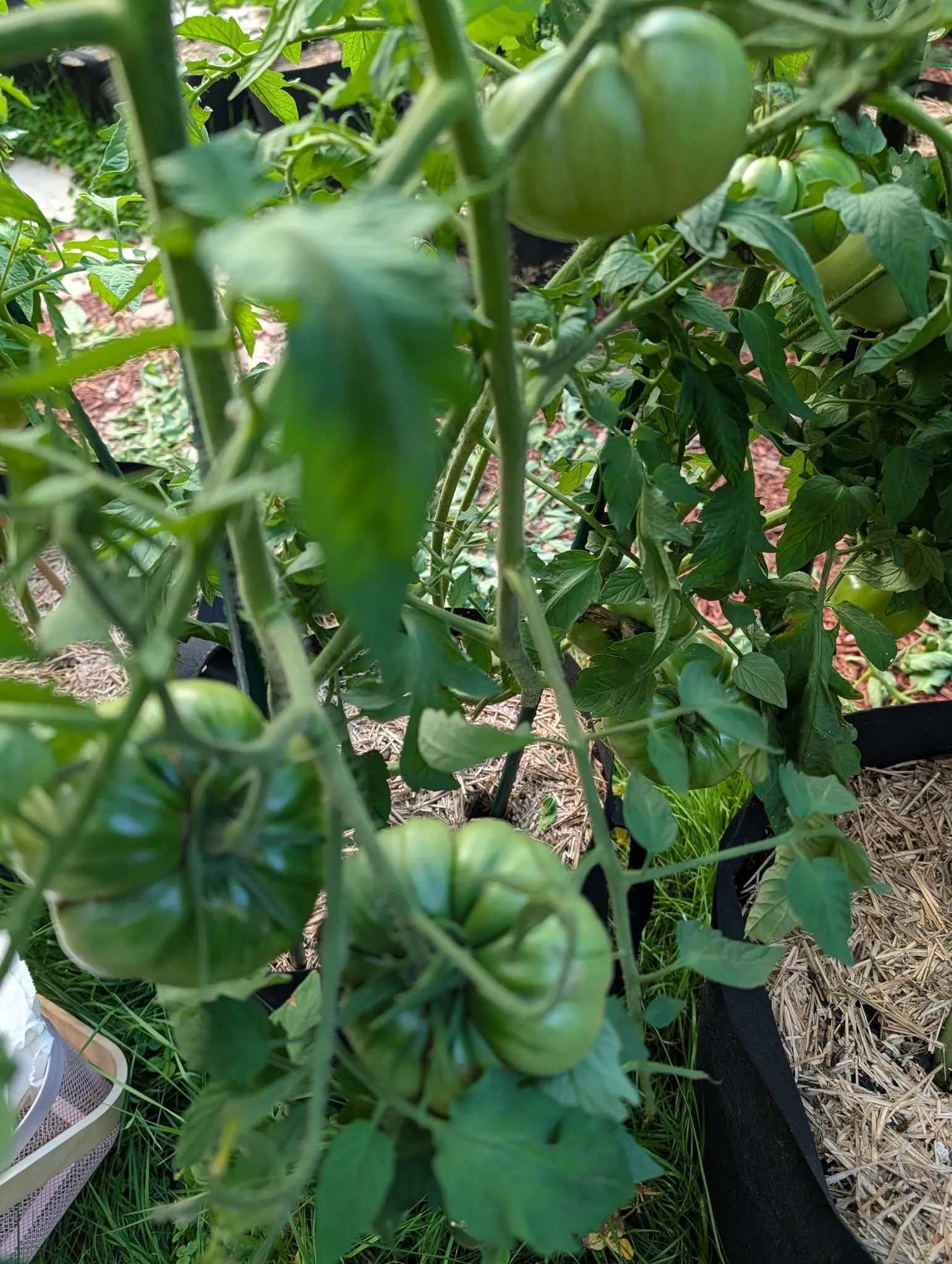 Large ribbed green tomatoes hanging from a leaning vine over black fabric grow bags, straw mulch below and red-orange mulch beyond.