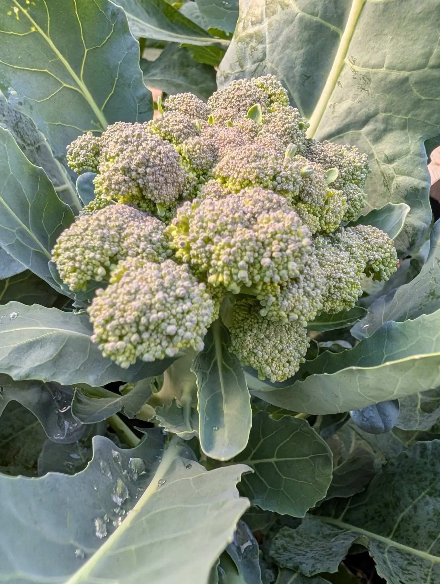 A broccoli head at the centre of the plant, its beads tight and grey-green with a purple cast, ringed by broad blue-green leaves.