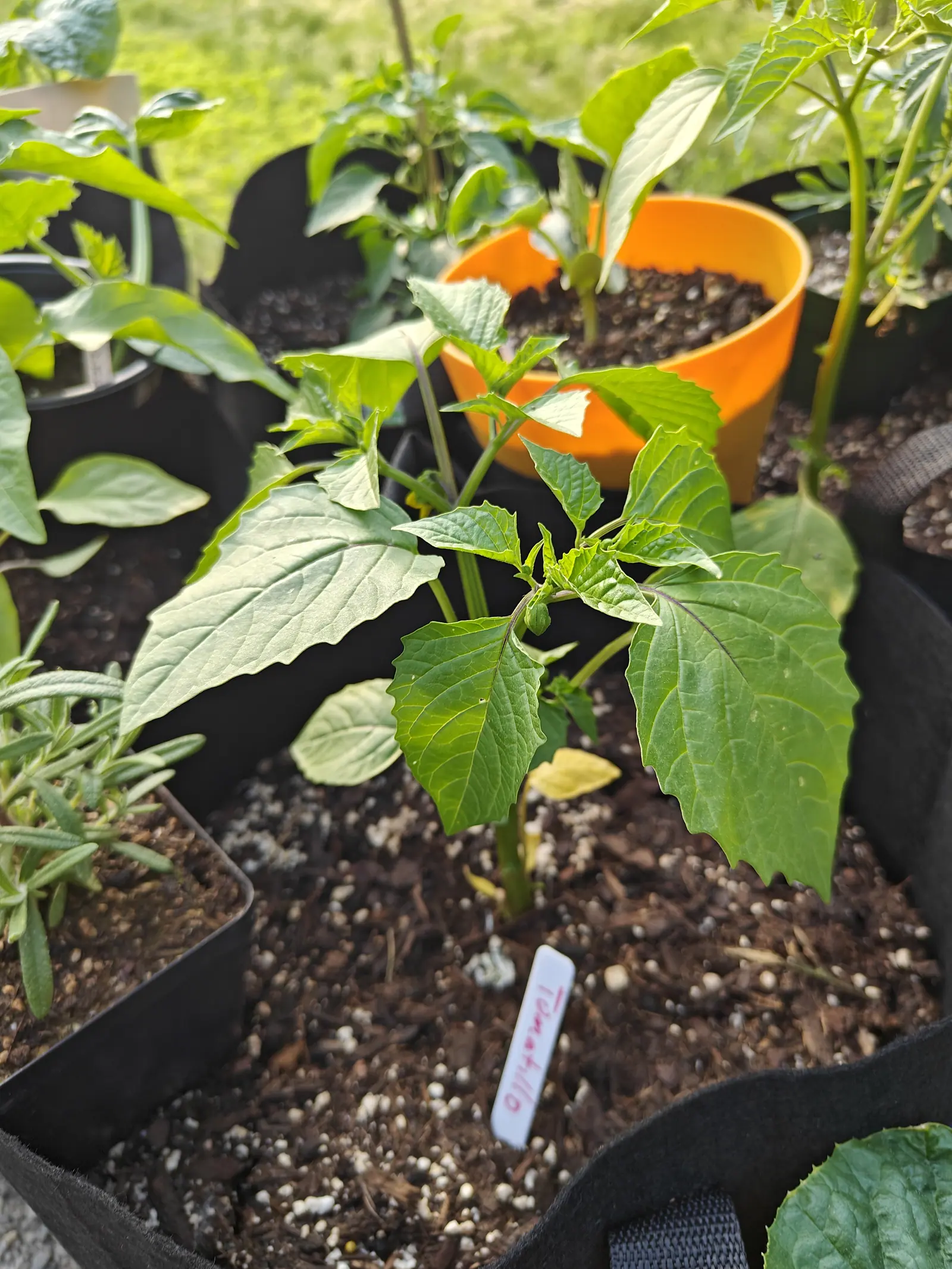 A young tomatillo plant in a black fabric grow bag with a small handwritten label pushed into the compost, rosemary in the pot alongside and an orange pot behind.